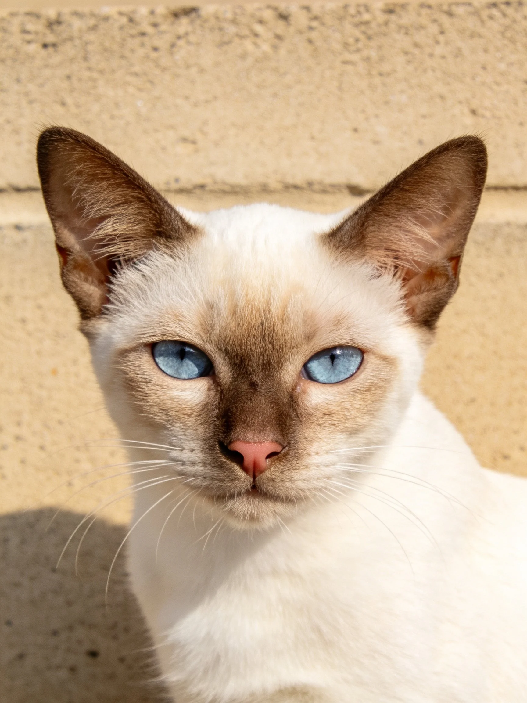 A Siamese kitten with bright blue eyes sits beside a speckled stone wall.