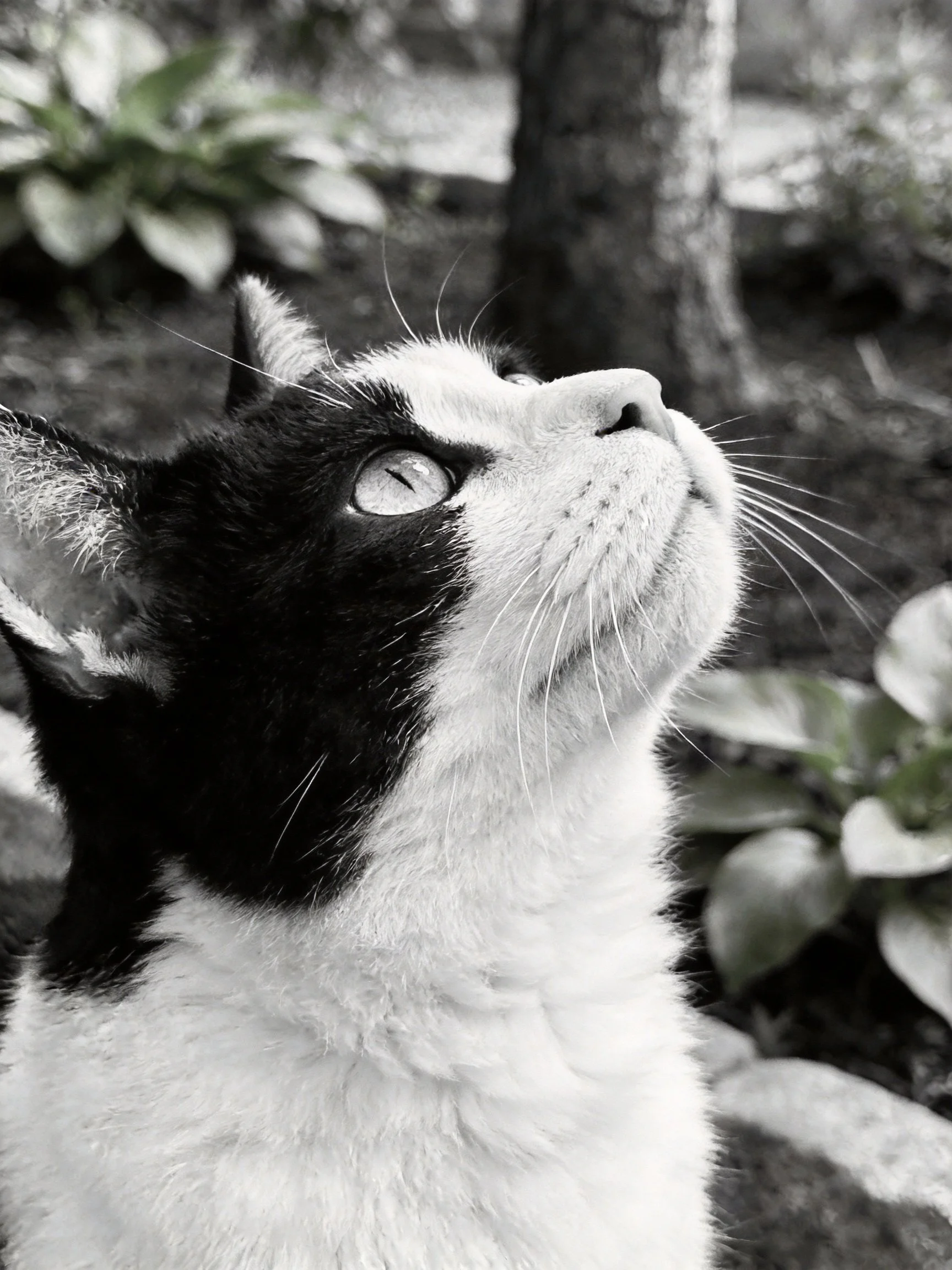 A black - and - white cat gazes upward near foliage and trees