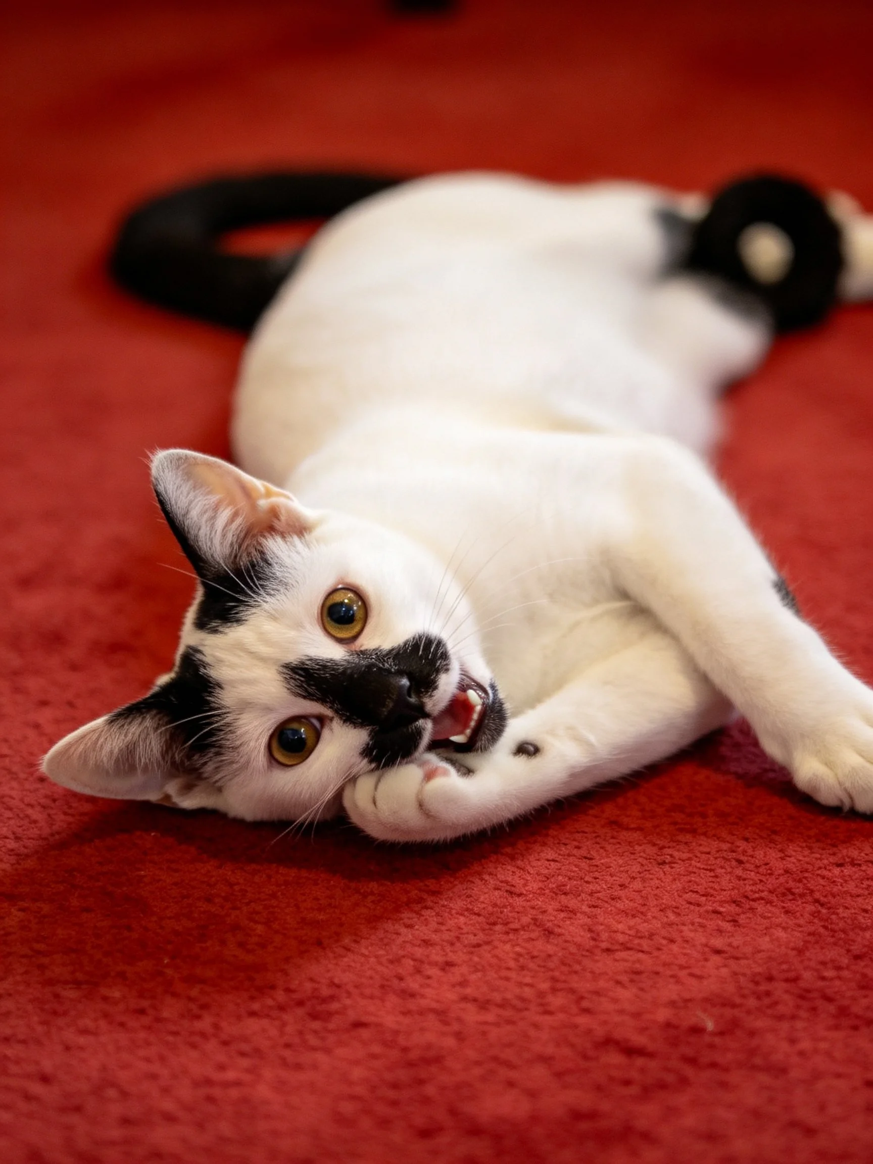 A black - and - white cat lounges on a vibrant red carpet
