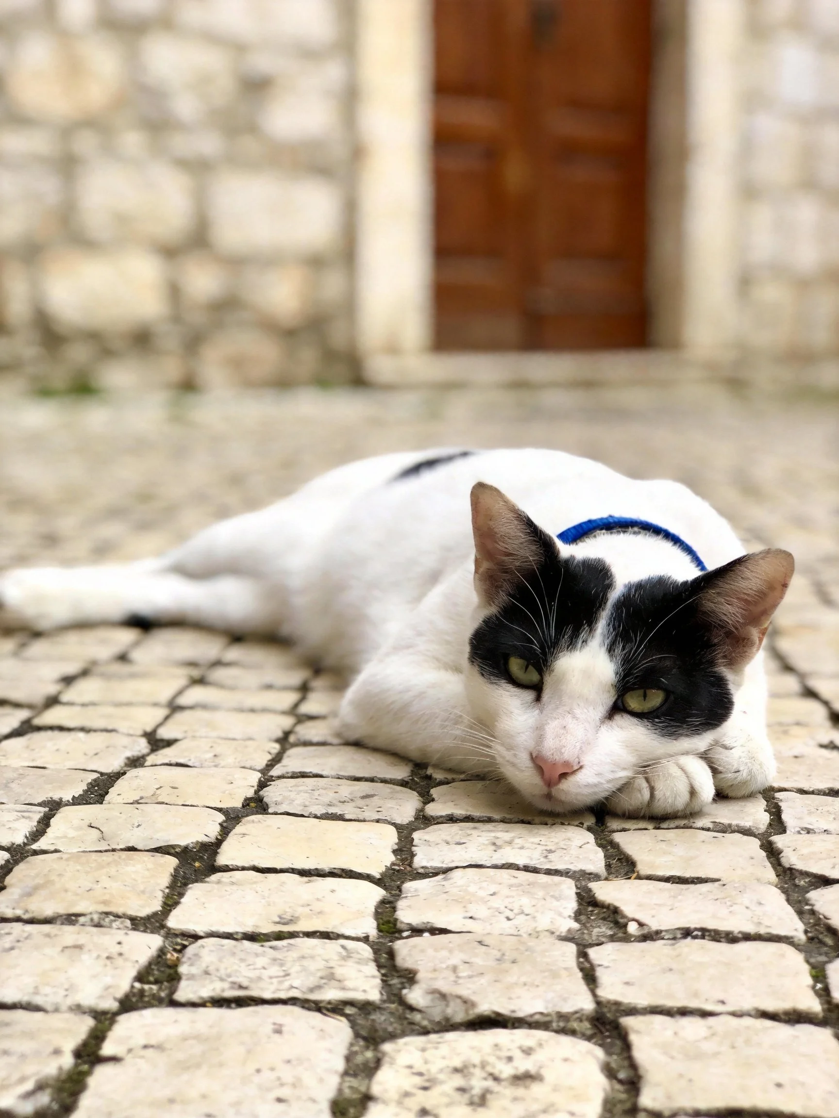A black - and - white cat lounges on cobblestone pavement by an ancient stone doorway