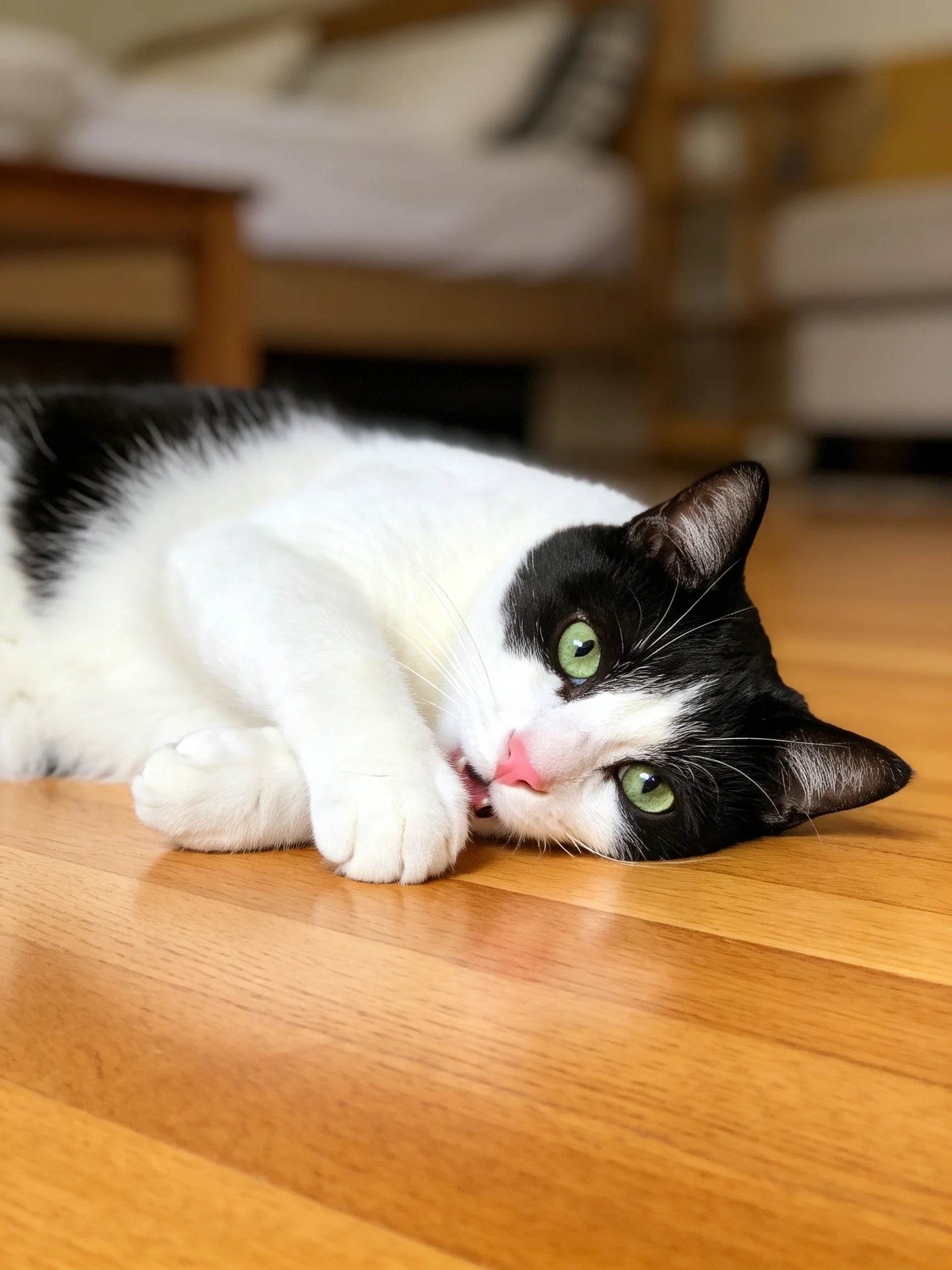 A black - and - white cat lounging on a wooden floor