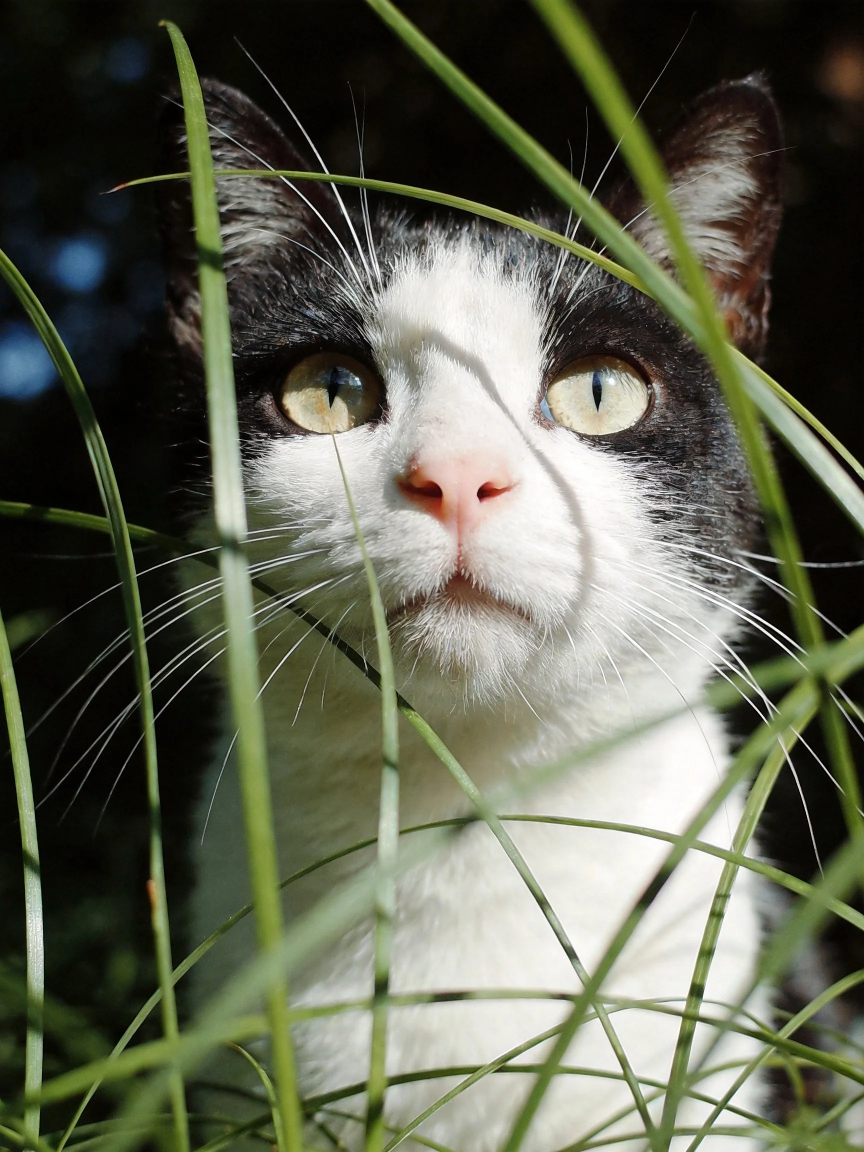 A black - and - white cat peeks through slender green foliage