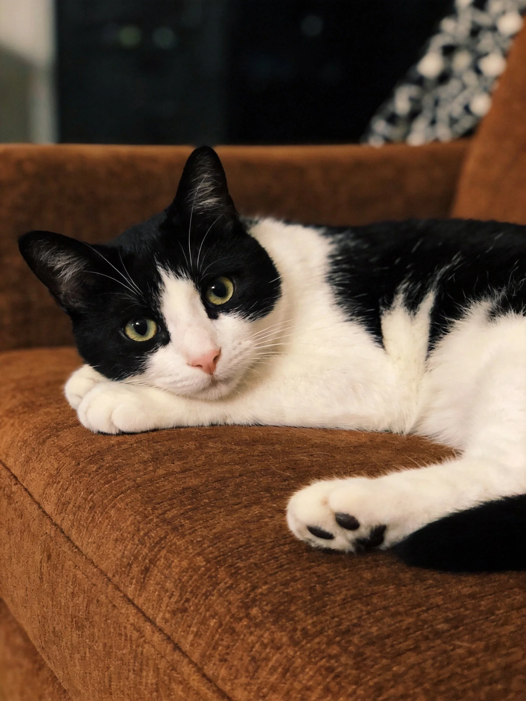 A black and white cat resting on a brown sofa with green eyes