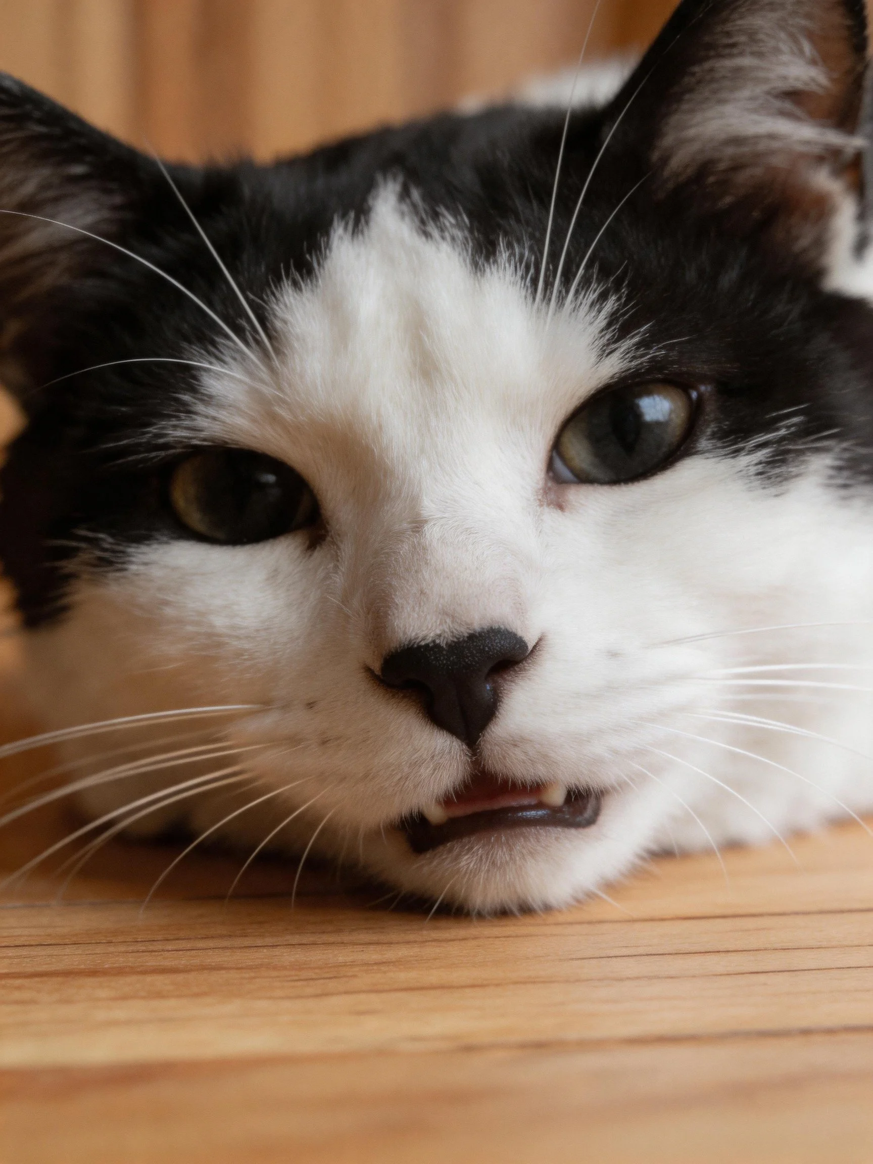 A black and white cat resting on a wooden surface