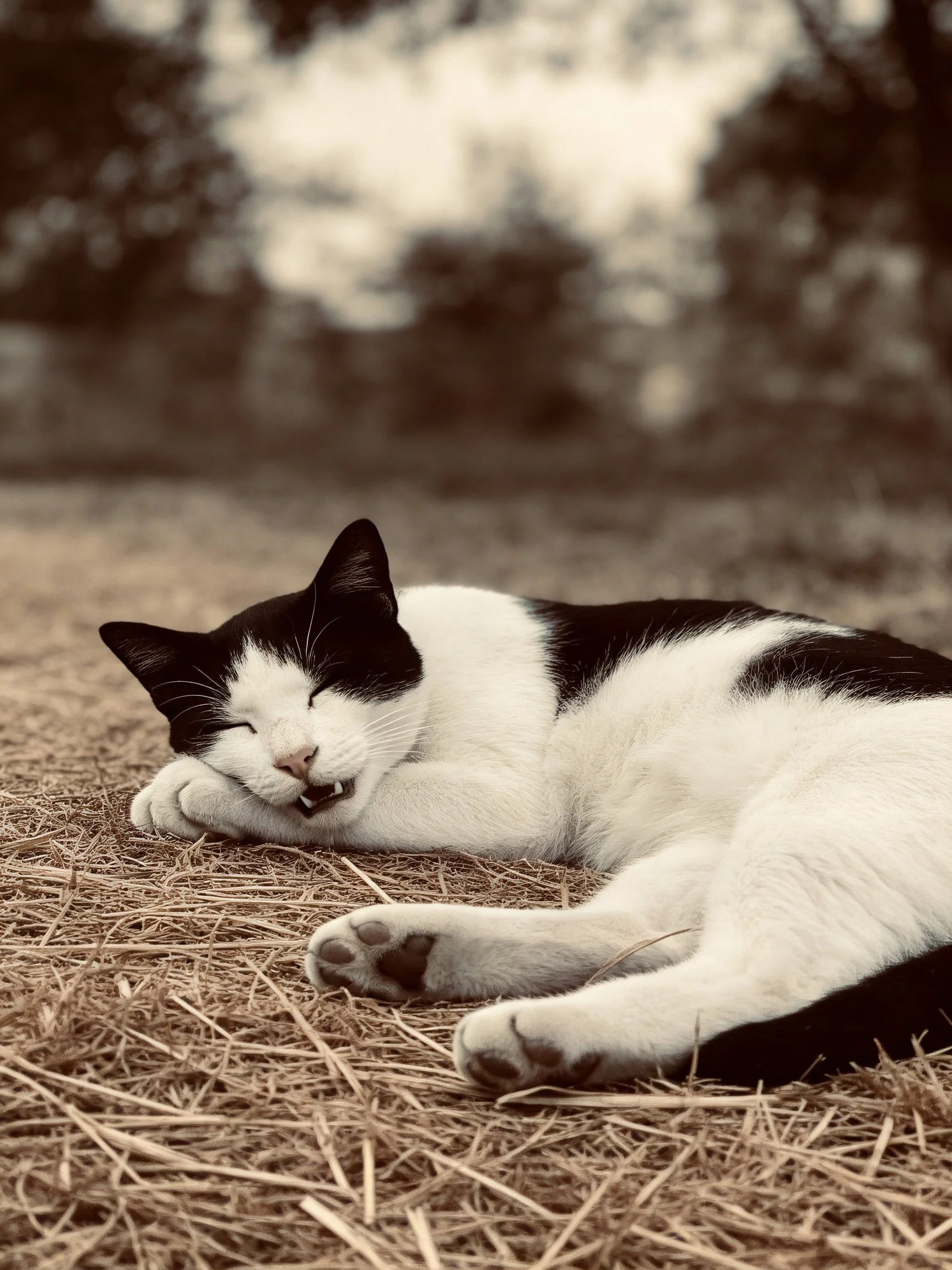 A black and white cat resting on golden straw outdoors