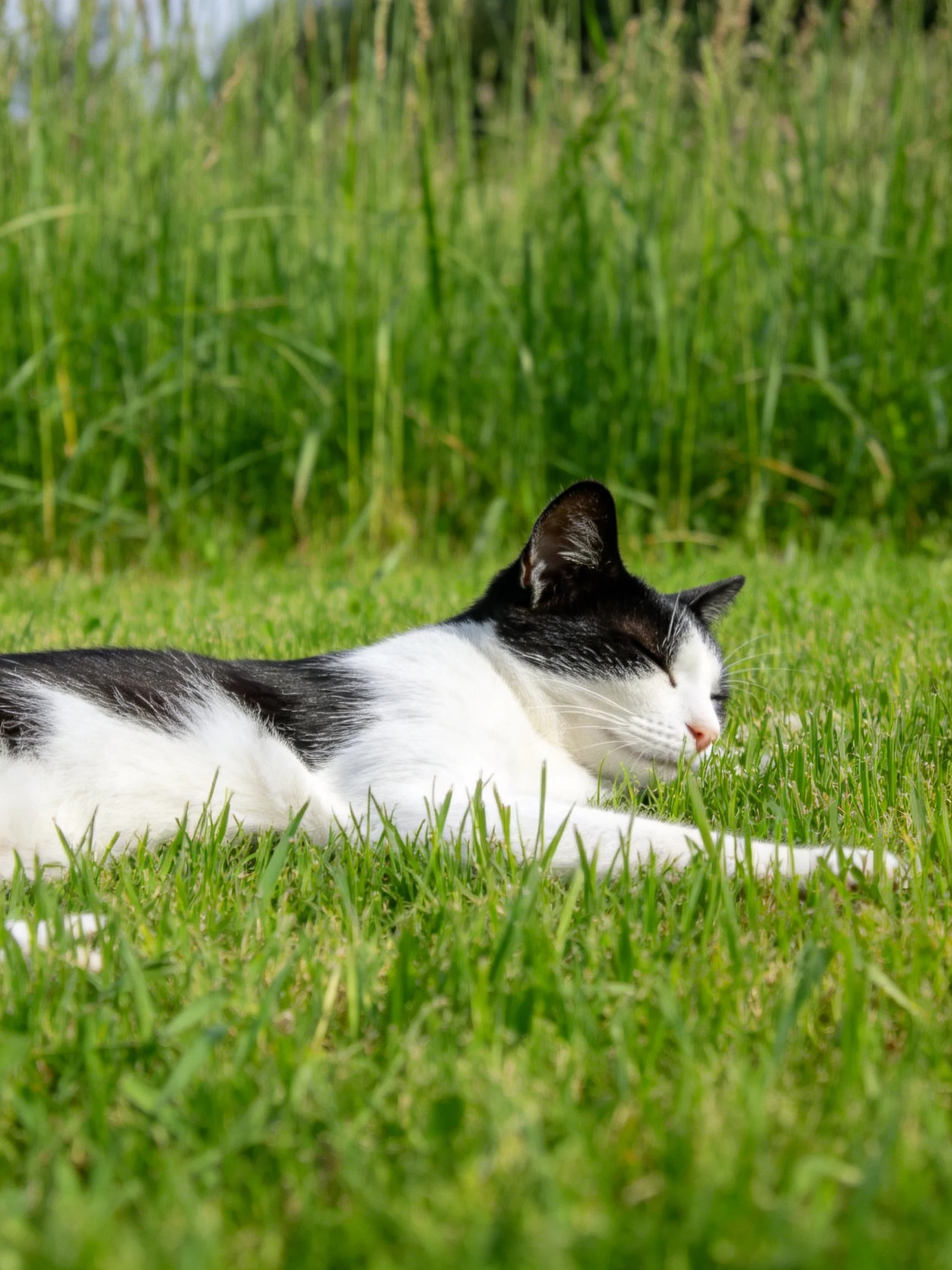 A black - and - white cat resting on lush green grass
