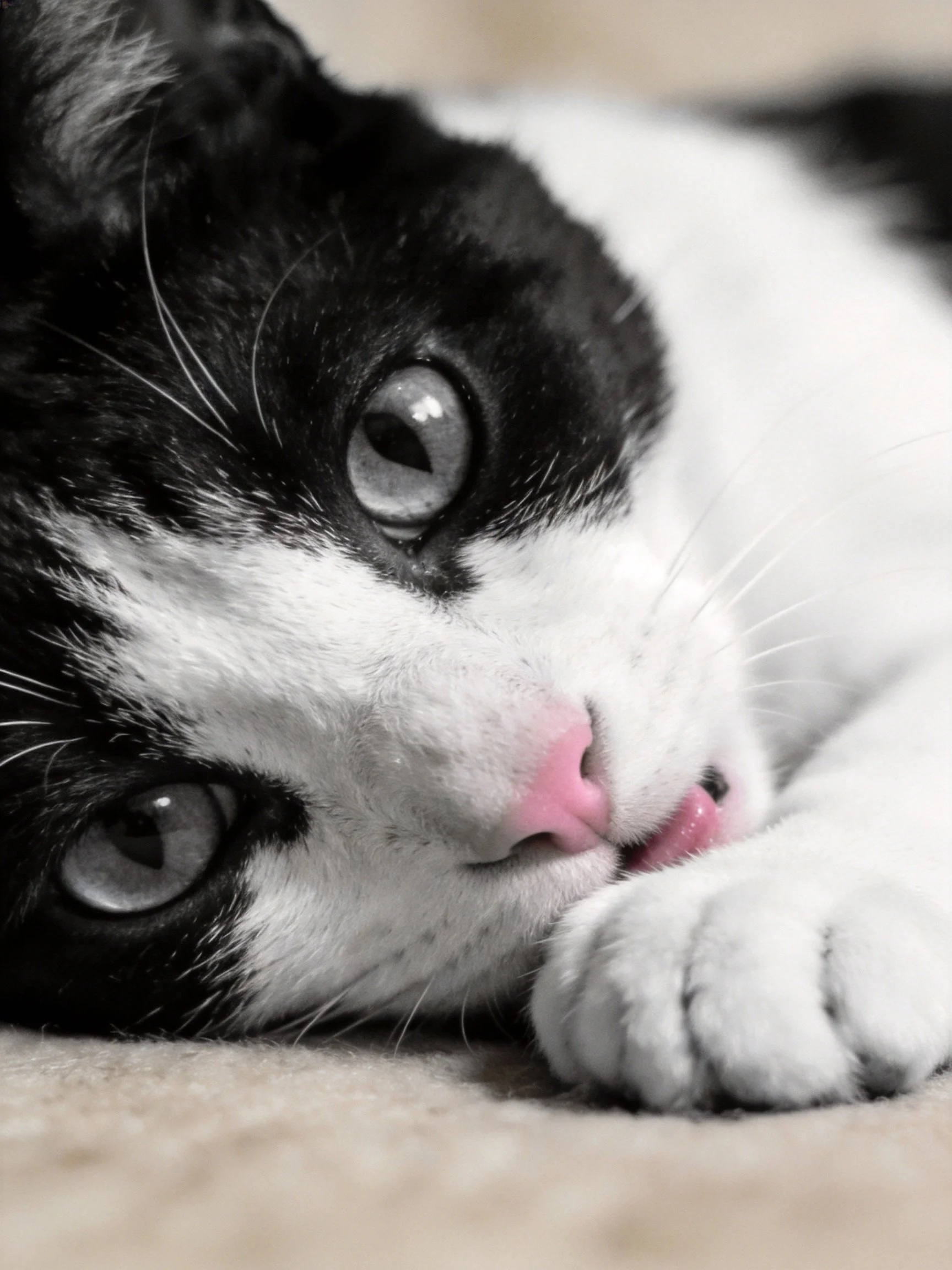 A black and white cat resting with pink nose and large eyes