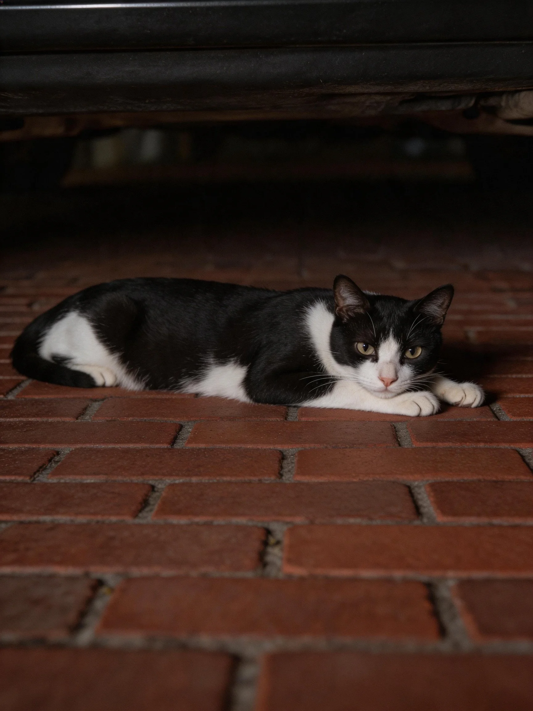 A black and white cat rests on brick pavement beneath a dark vehicle