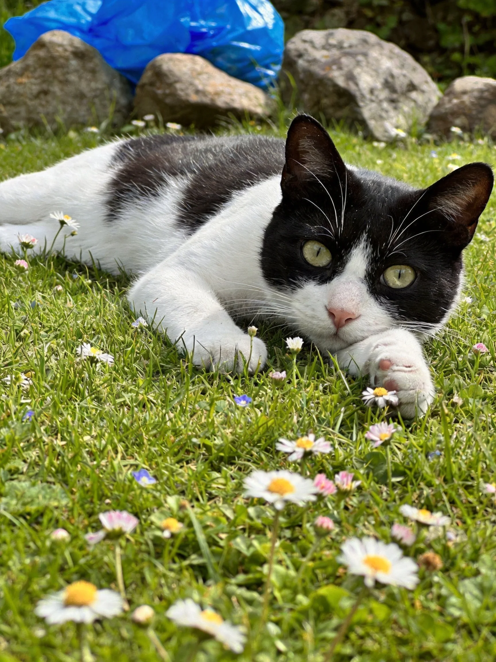 A black - and - white cat rests on flowered grass near rocks and a blue bag