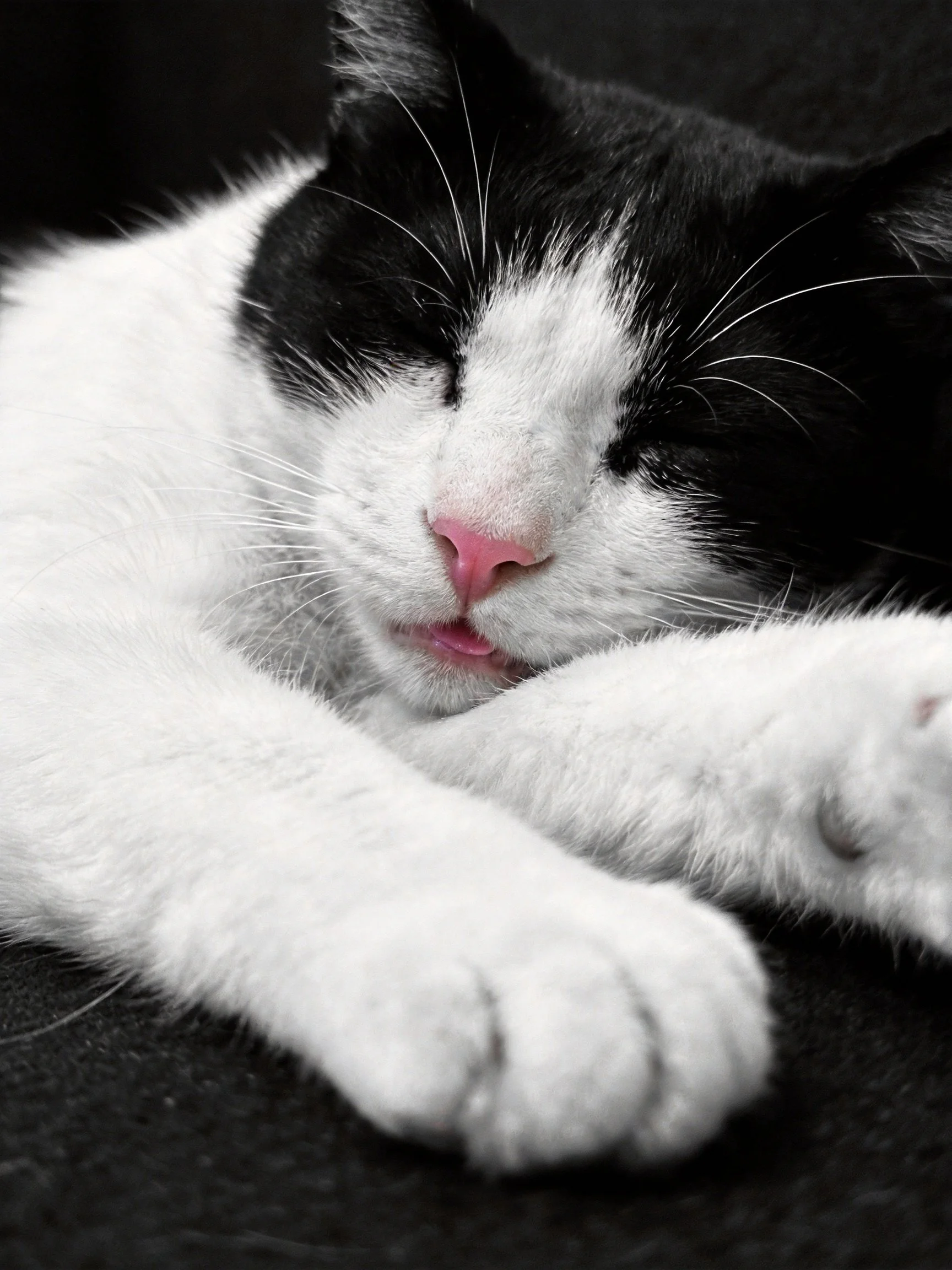 A black and white cat sleeps soundly with eyes shut.