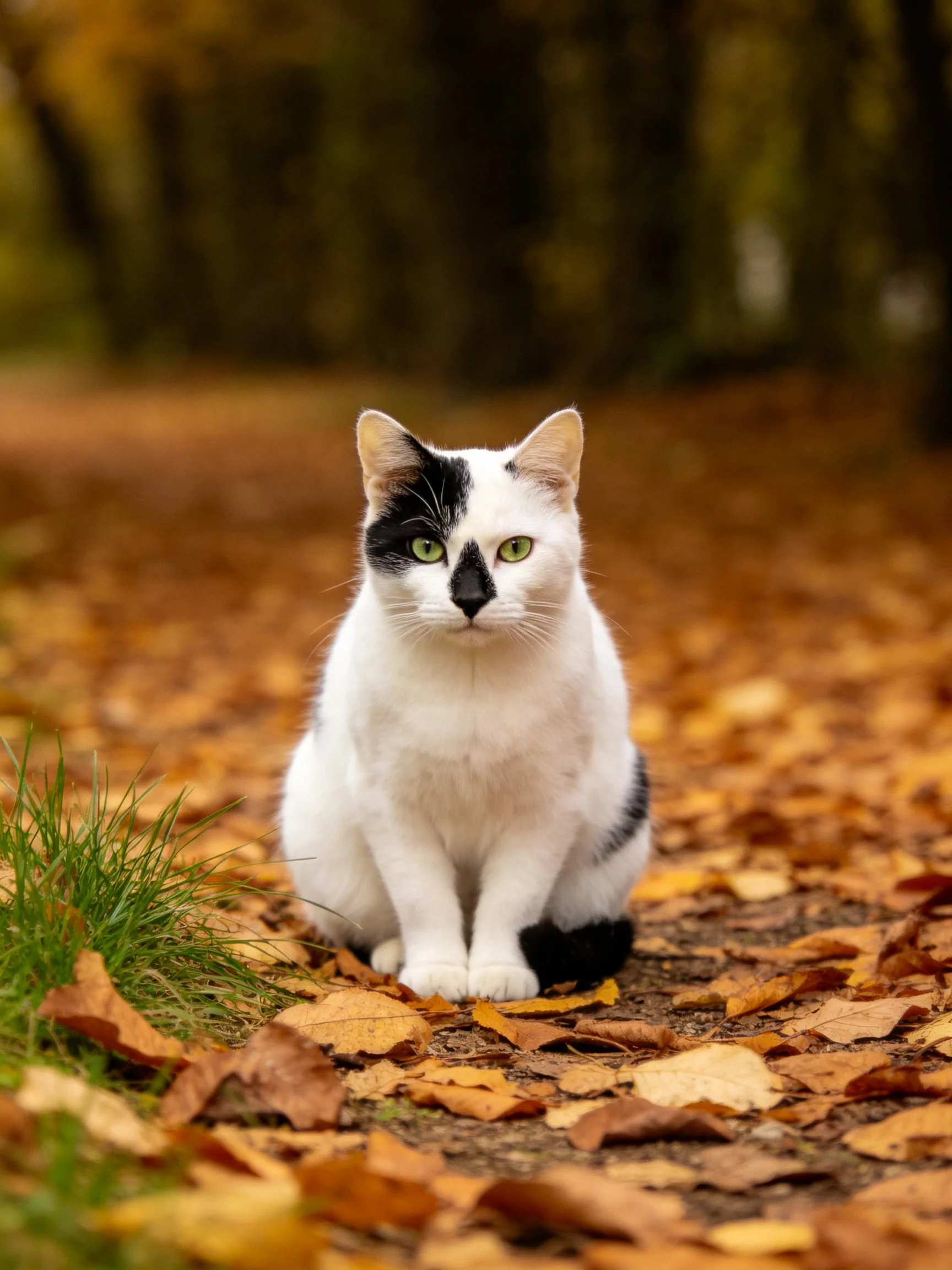 A black-and-white cat sits on a leaf-covered path in an autumn setting.