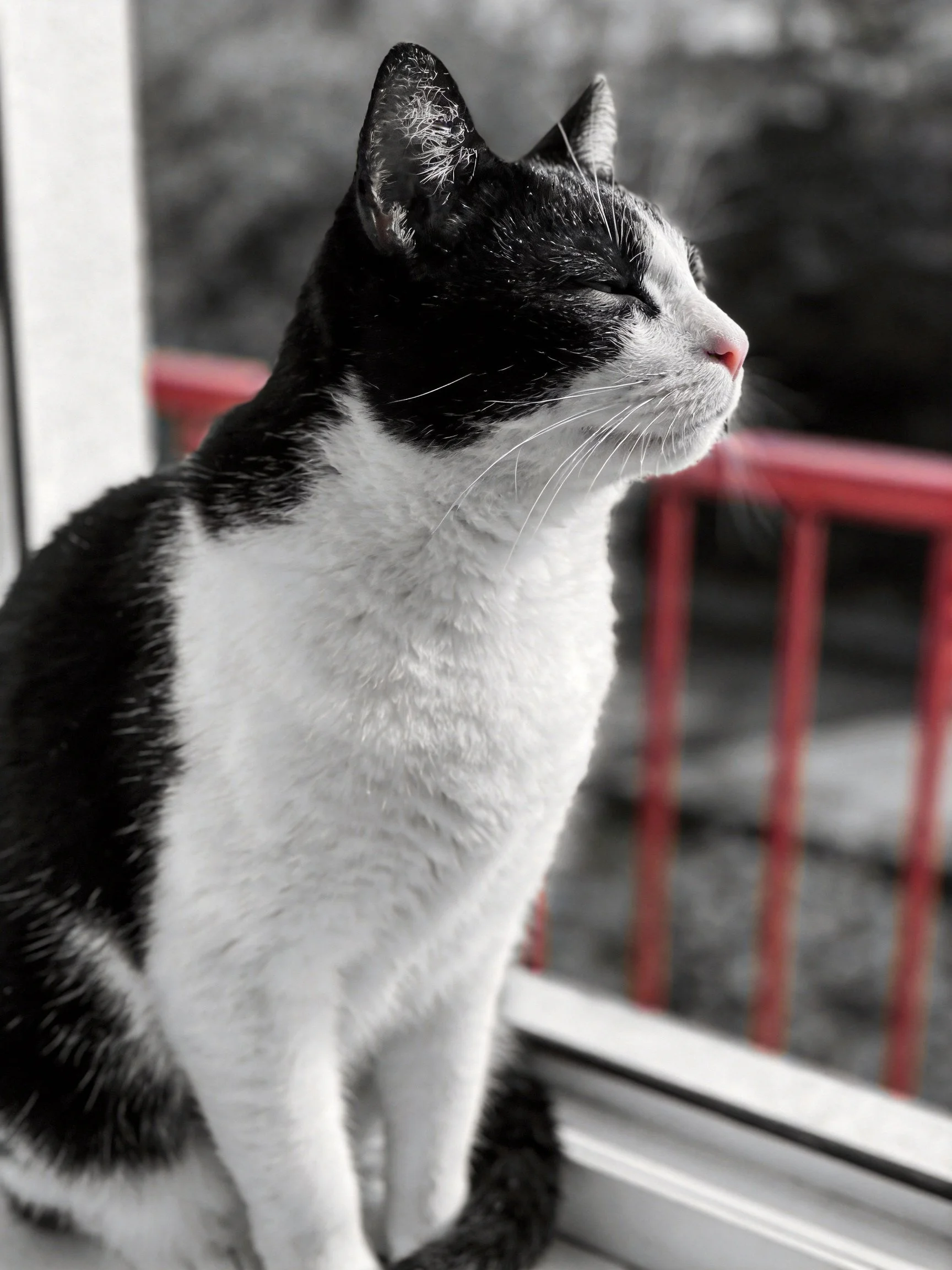 A black - and - white cat sits by a window with a red railing