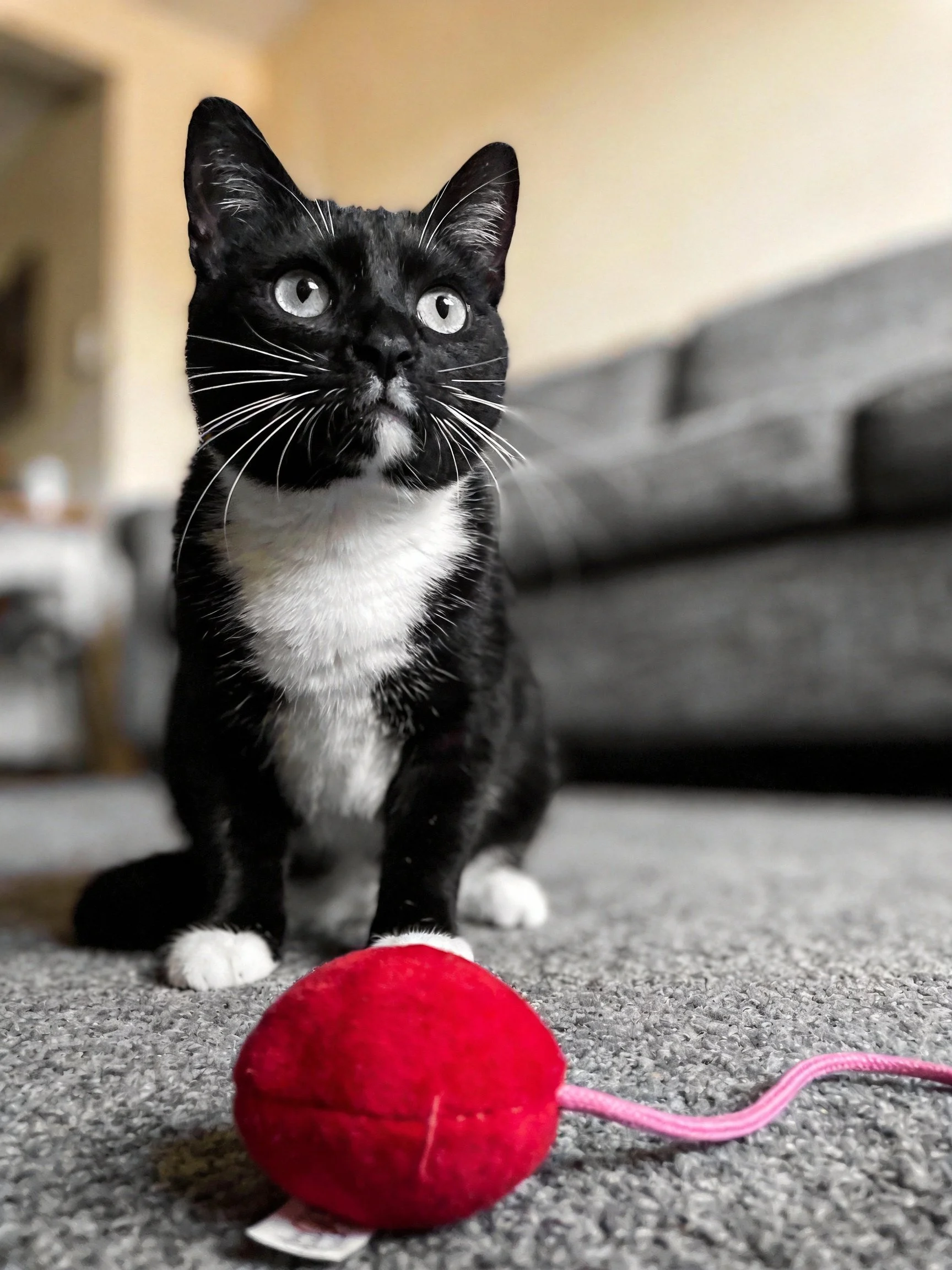 A black and white cat sits near a bright red plush toy on a gray carpet