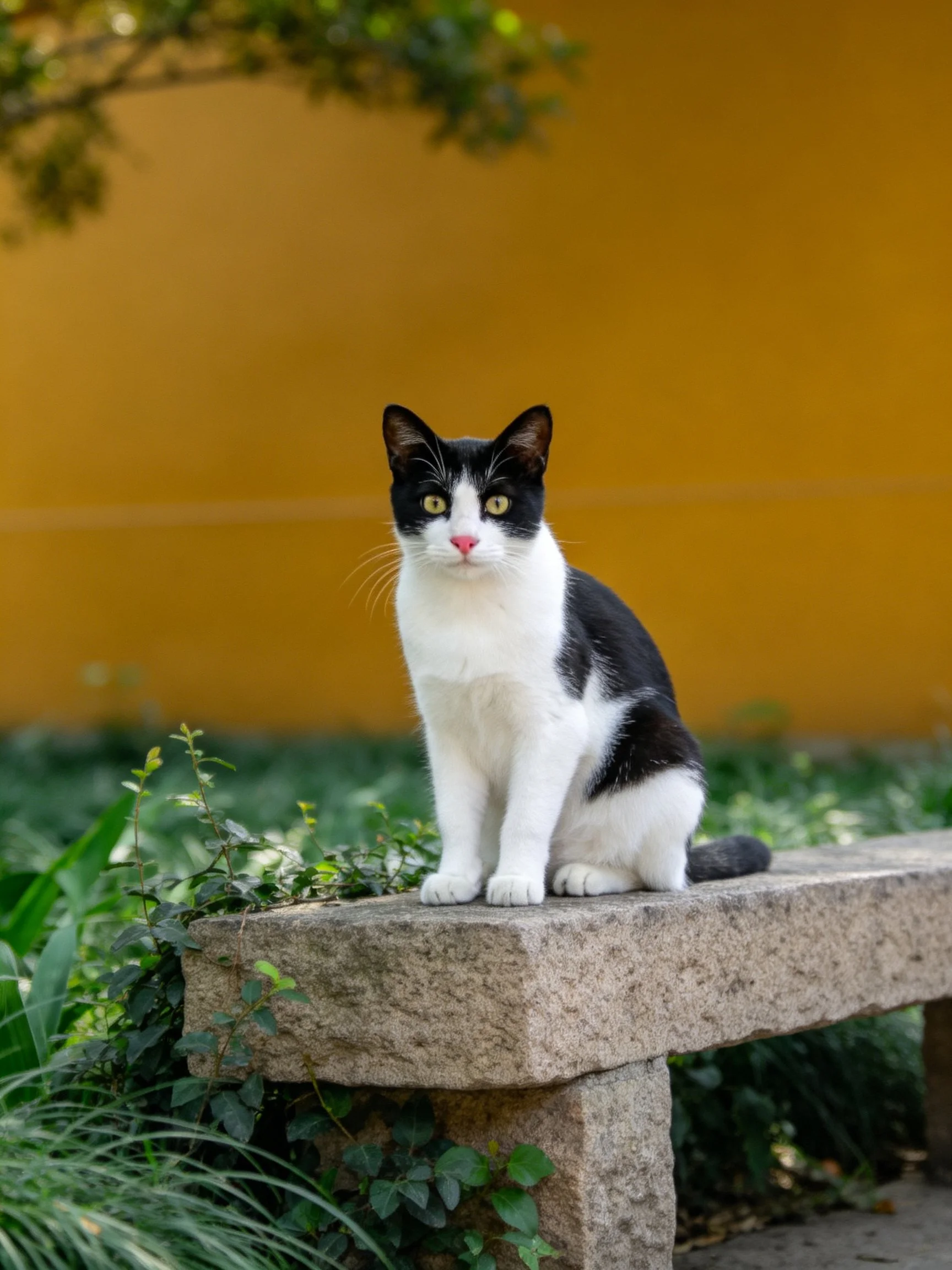 A black - and - white cat sits on a stone bench near a yellow wall