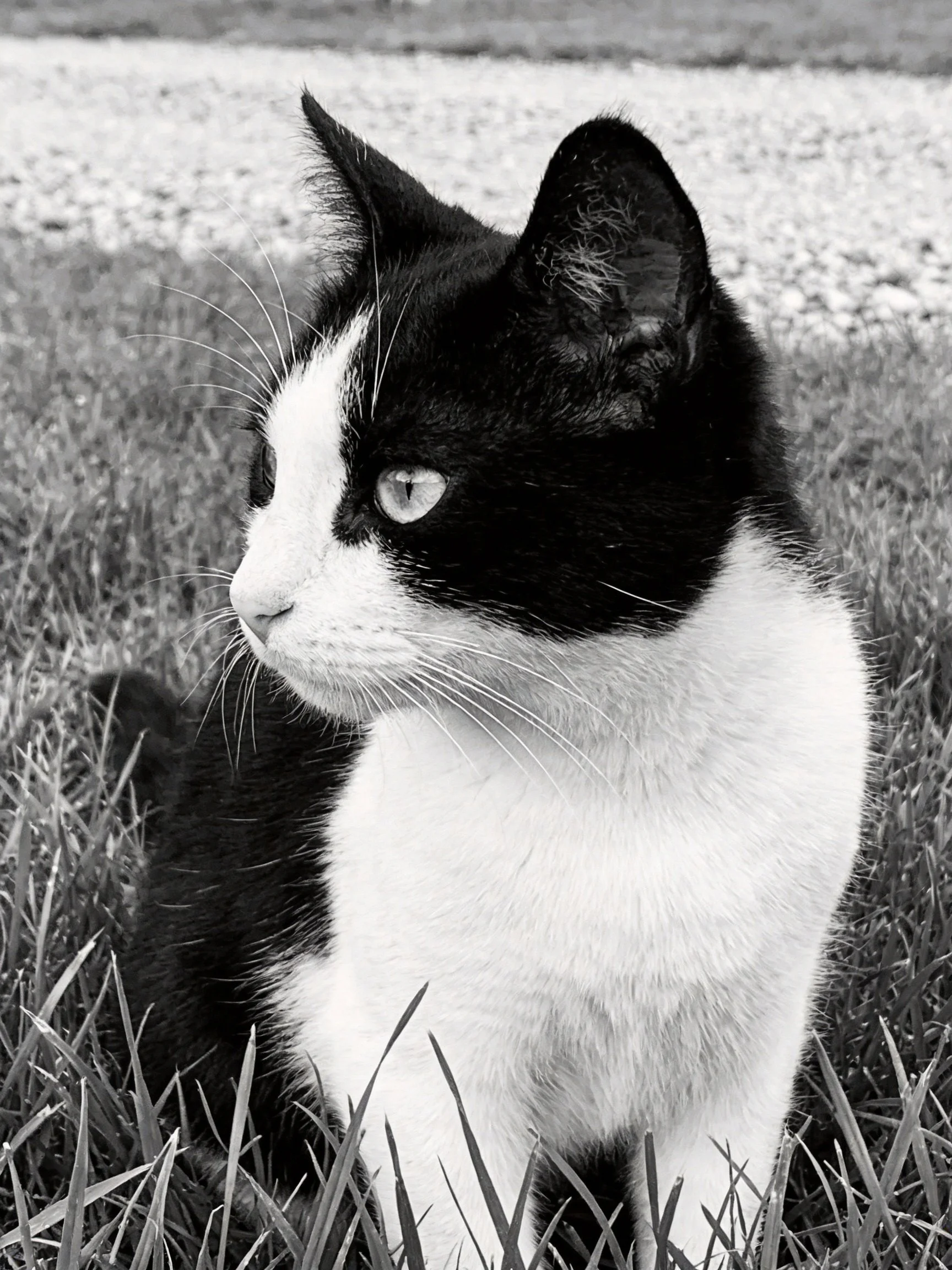 A black - and - white cat sitting in tall grass near a gravel path