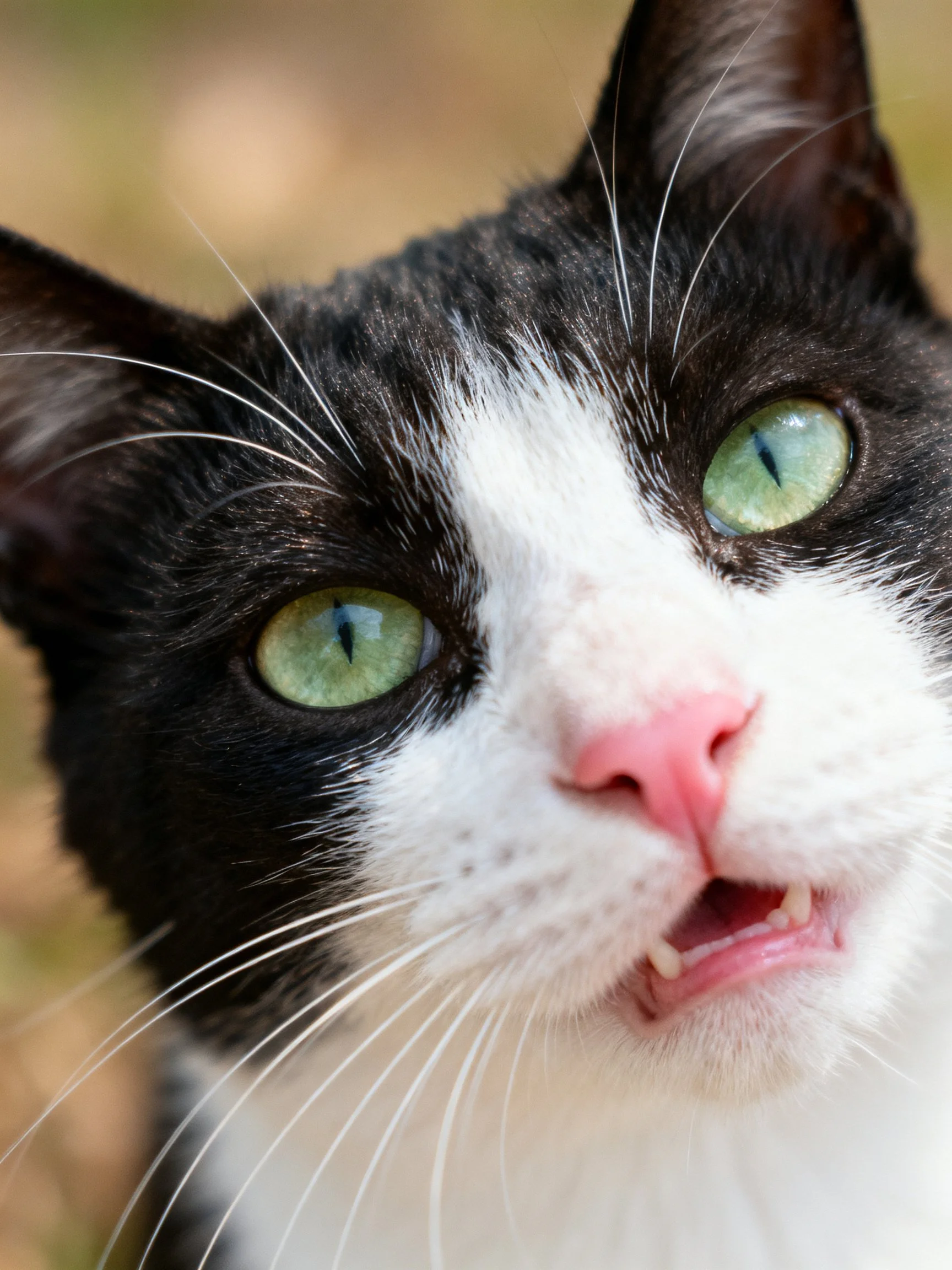 A black and white cat with bright green eyes and pink nose