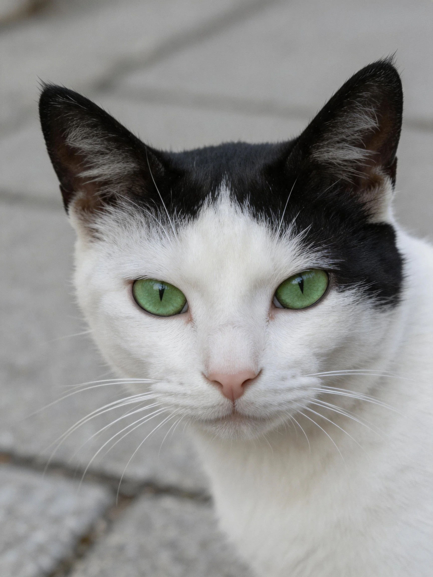 A black - and - white cat with bright green eyes