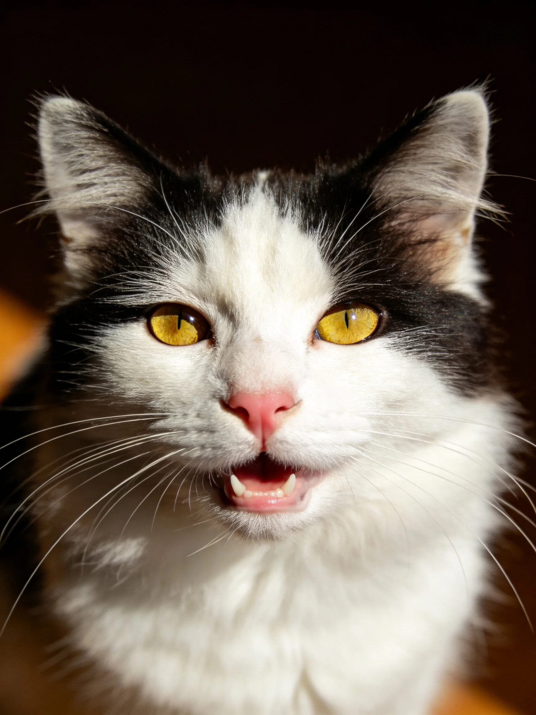 A black-and-white cat with bright yellow eyes and pink nose