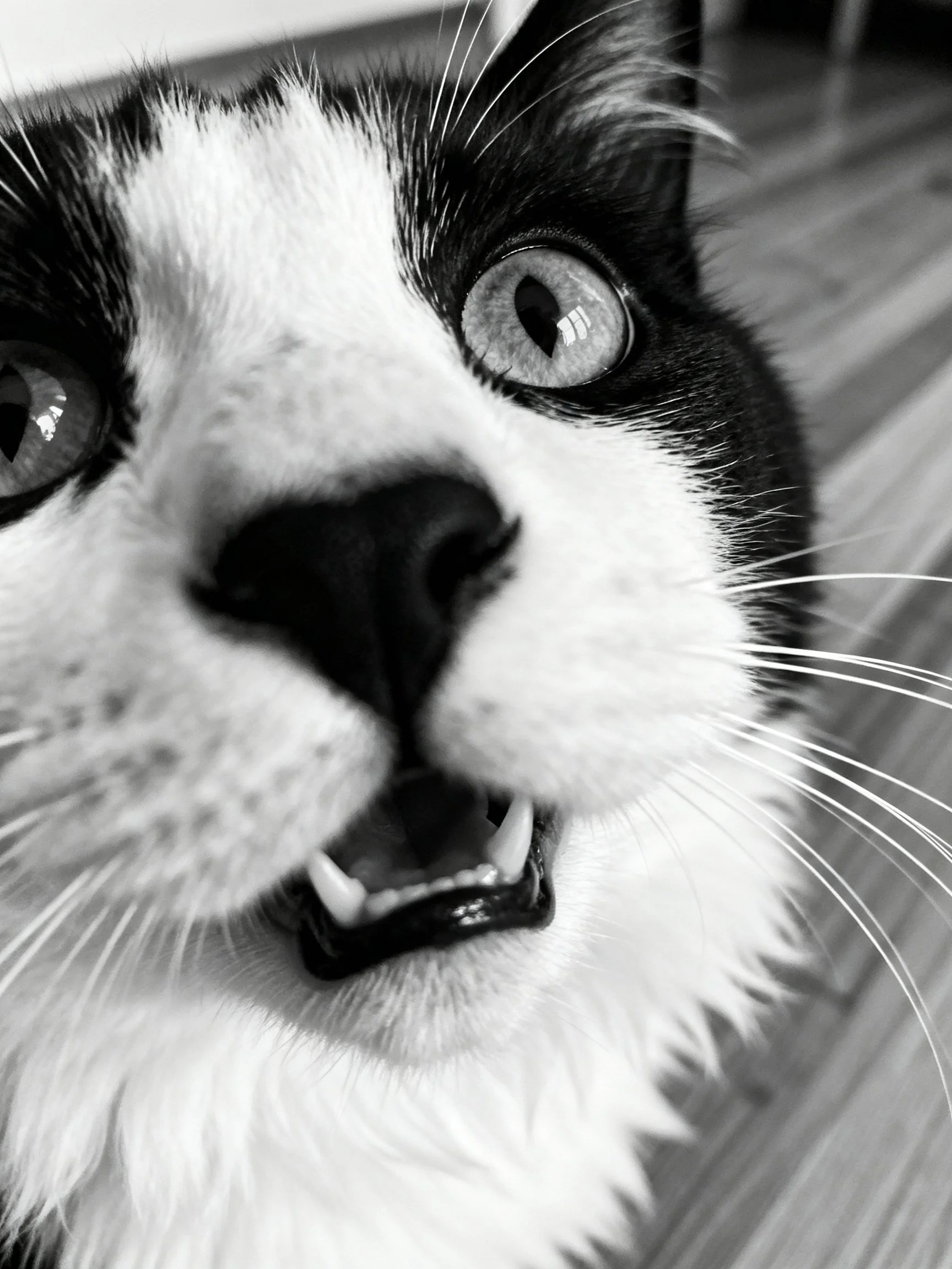 Close - up of a black - and - white cat displaying its teeth.
