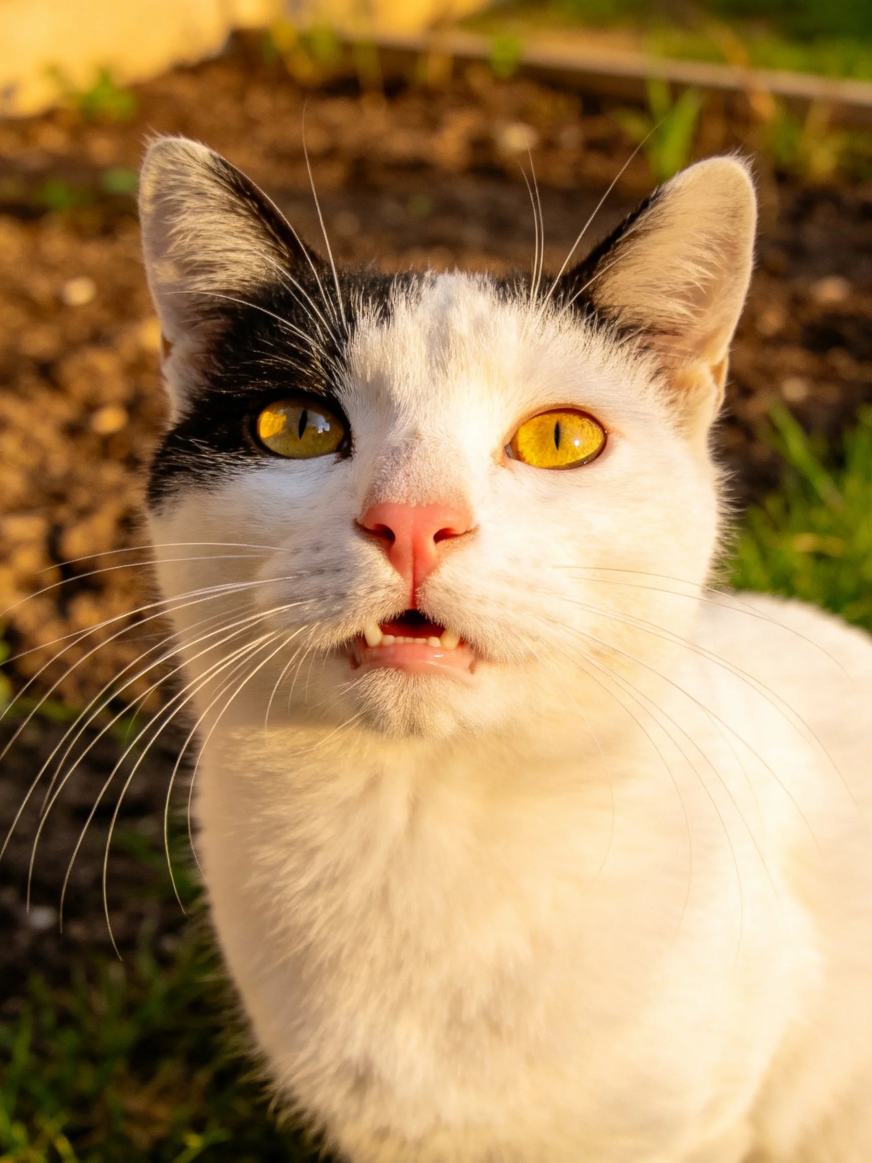 A black -and - white cat with yellow eyes rests near soil in an outdoor setting.