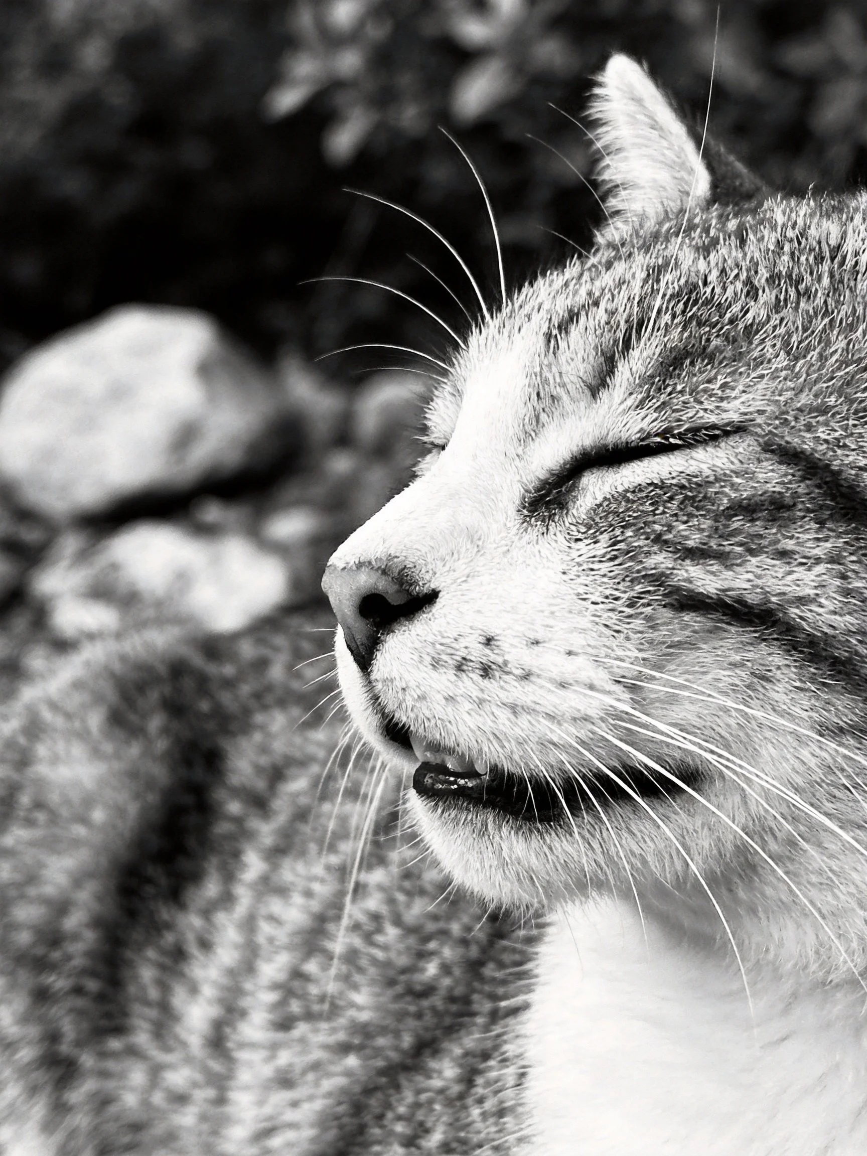 A black and white close-up of a tabby cat resting outdoors