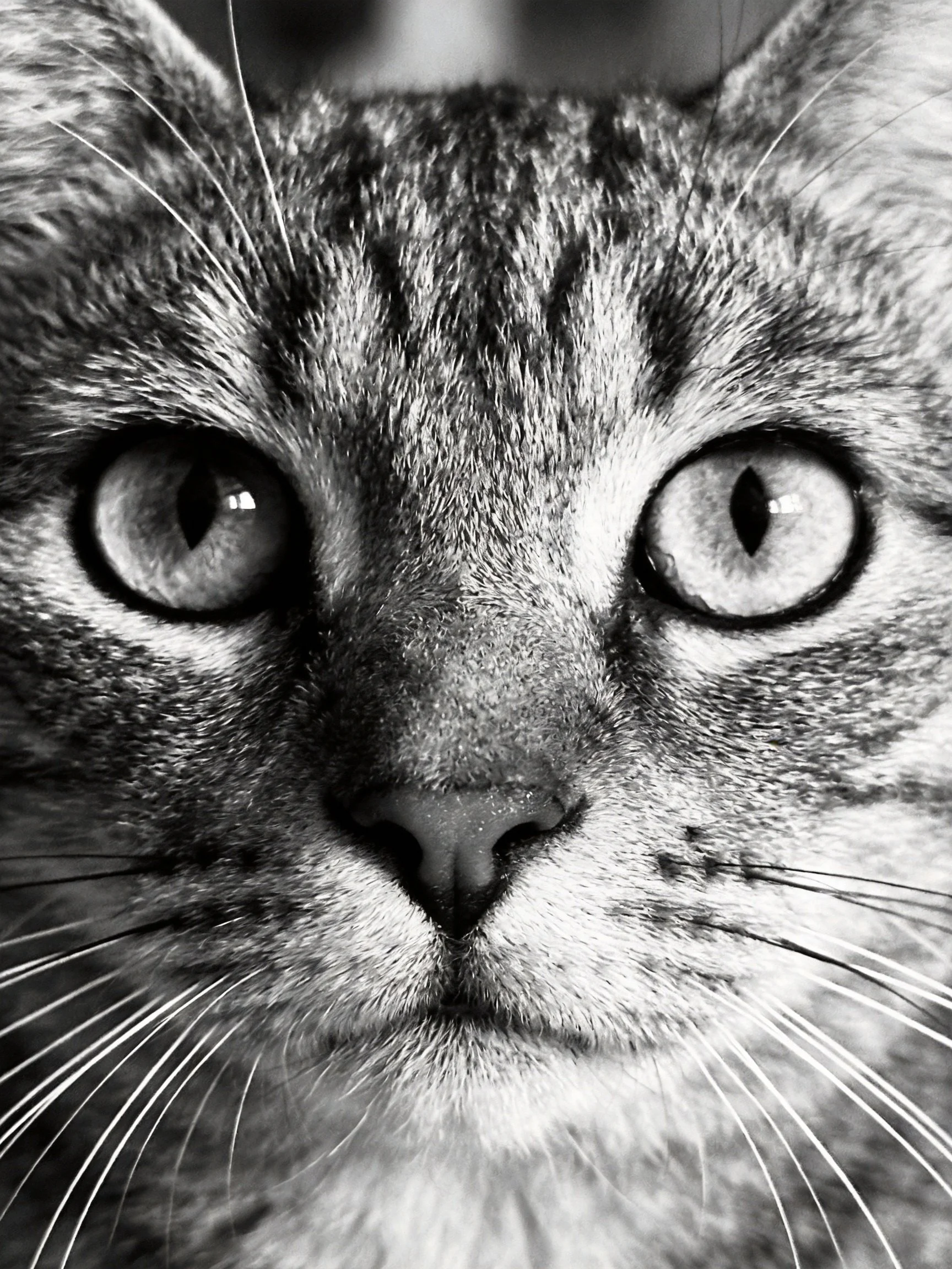A black and white close - up of a tabby cats face