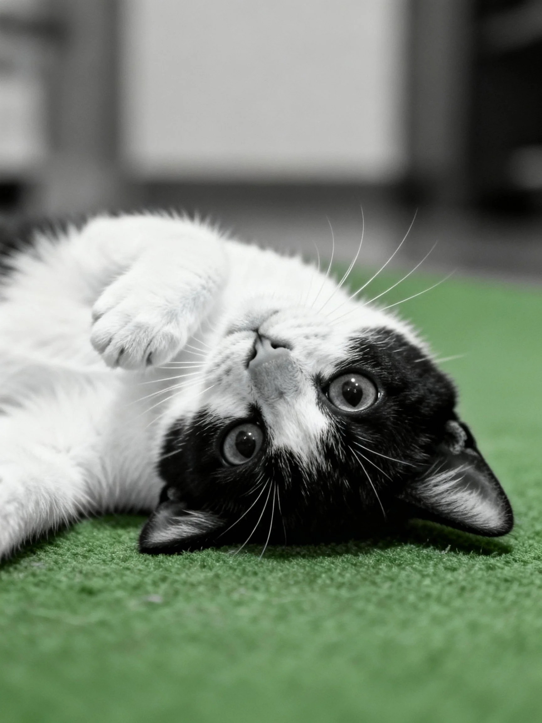 A black - and - white kitten lies upside down on green artificial turf