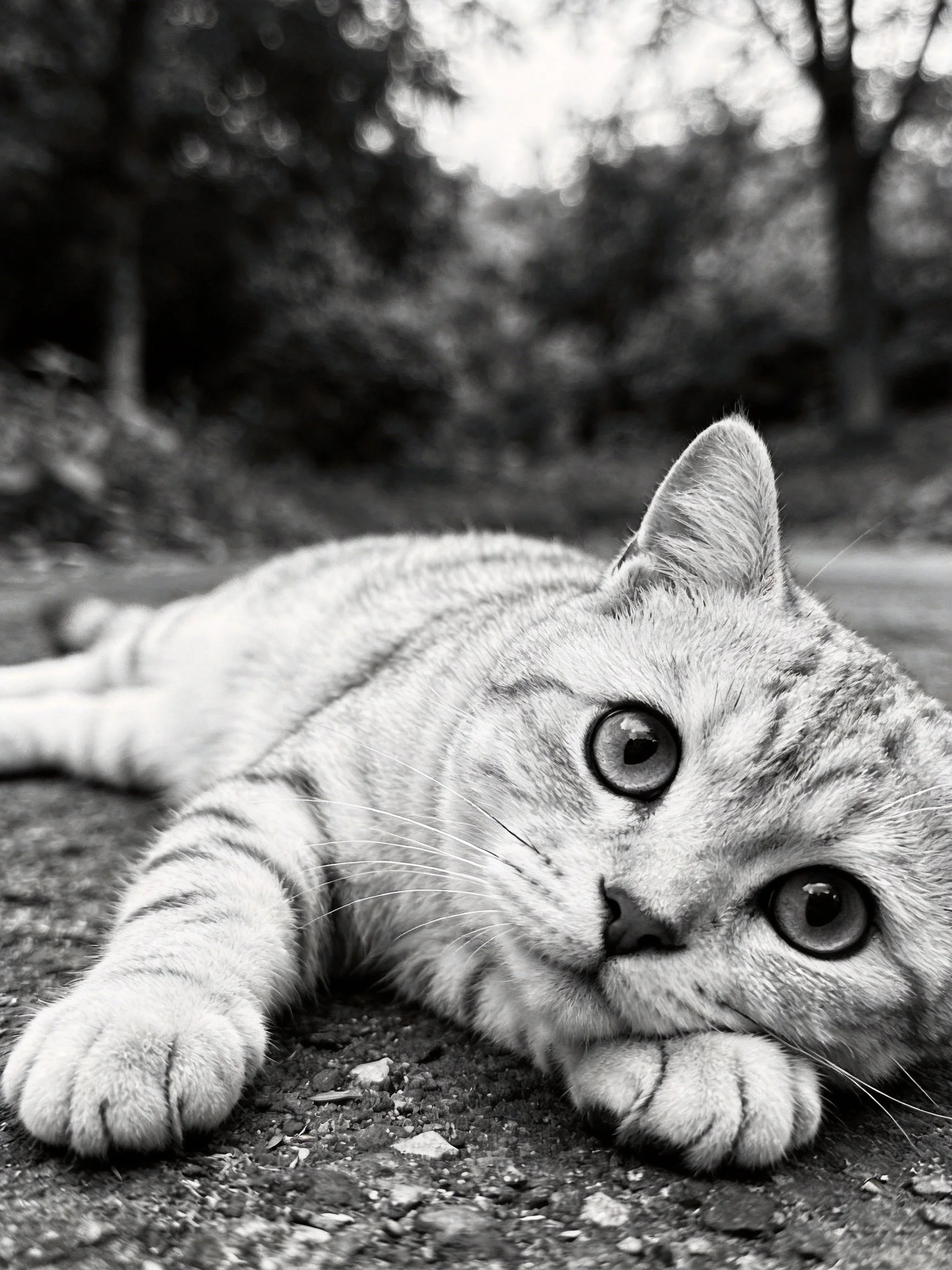 A black and white photo of a tabby cat resting on pavement