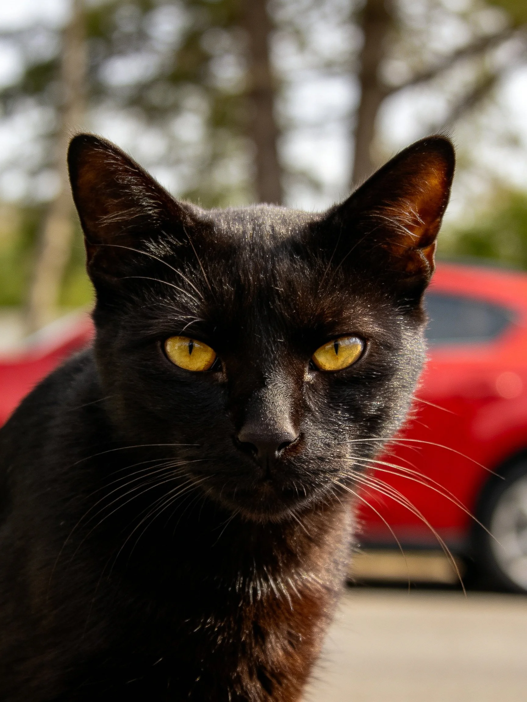 A black cat with yellow eyes is positioned near a red car in an outdoor area.