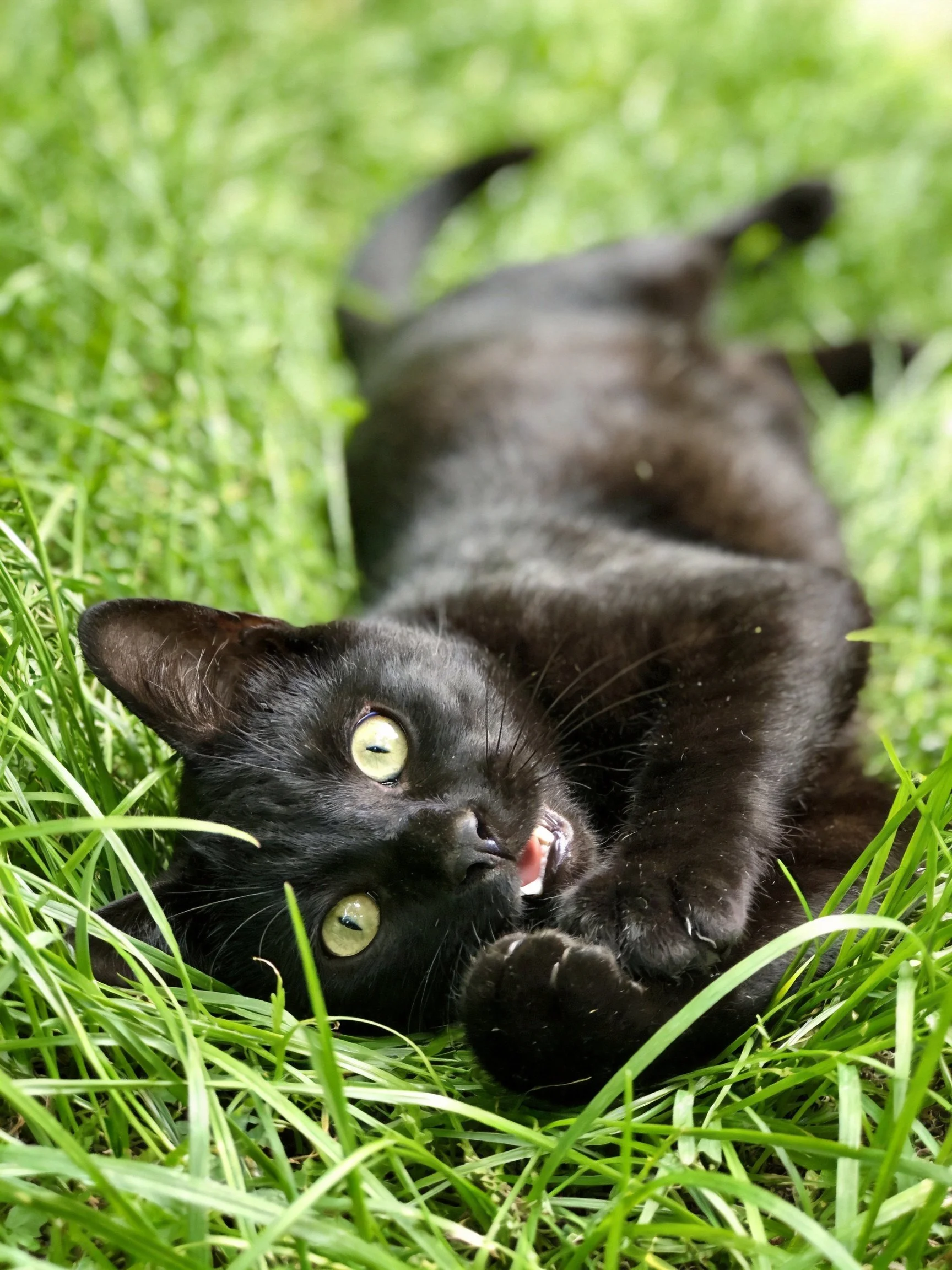 A black kitten lounges on vibrant green grass