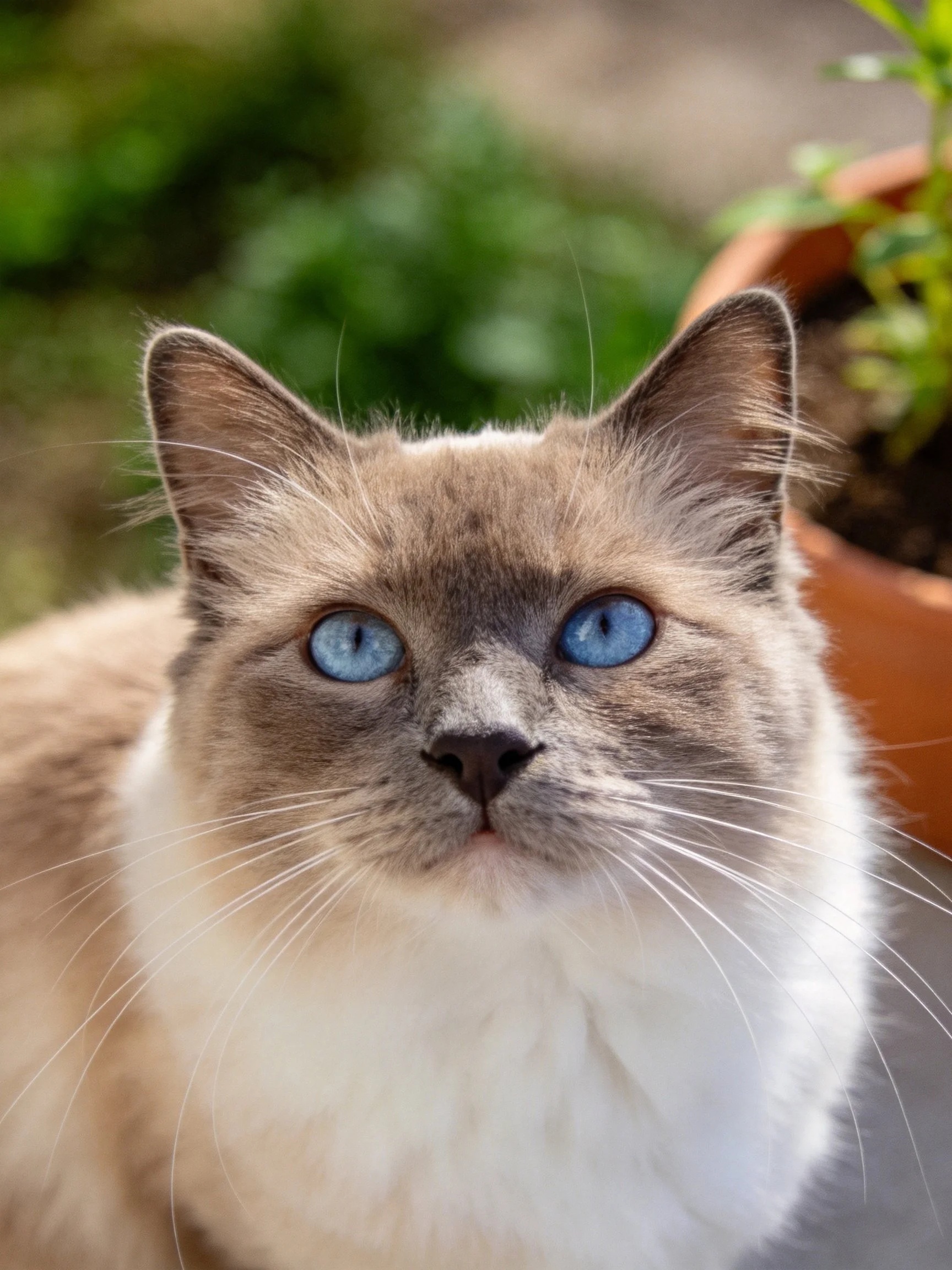 A blue-eyed Siamese cat with cream and gray fur near a terracotta plant pot