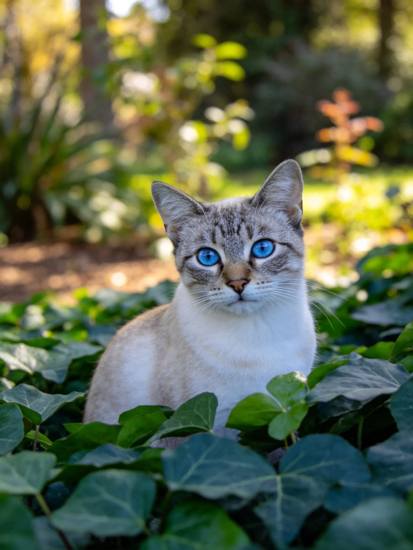 A blue-eyed cat nestled among dense green foliage in a sunlit garden