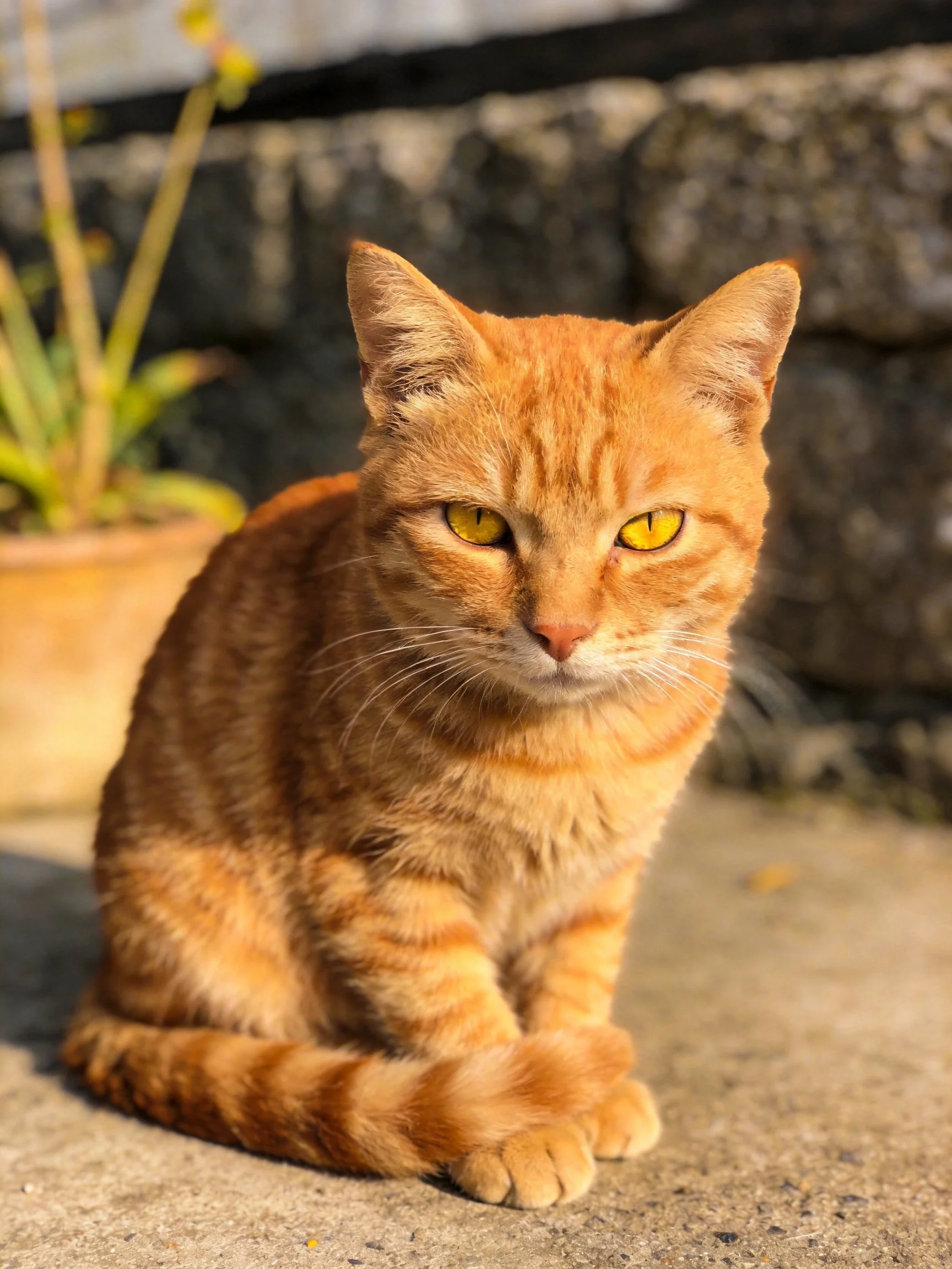 A bright orange tabby cat sitting near a stone wall