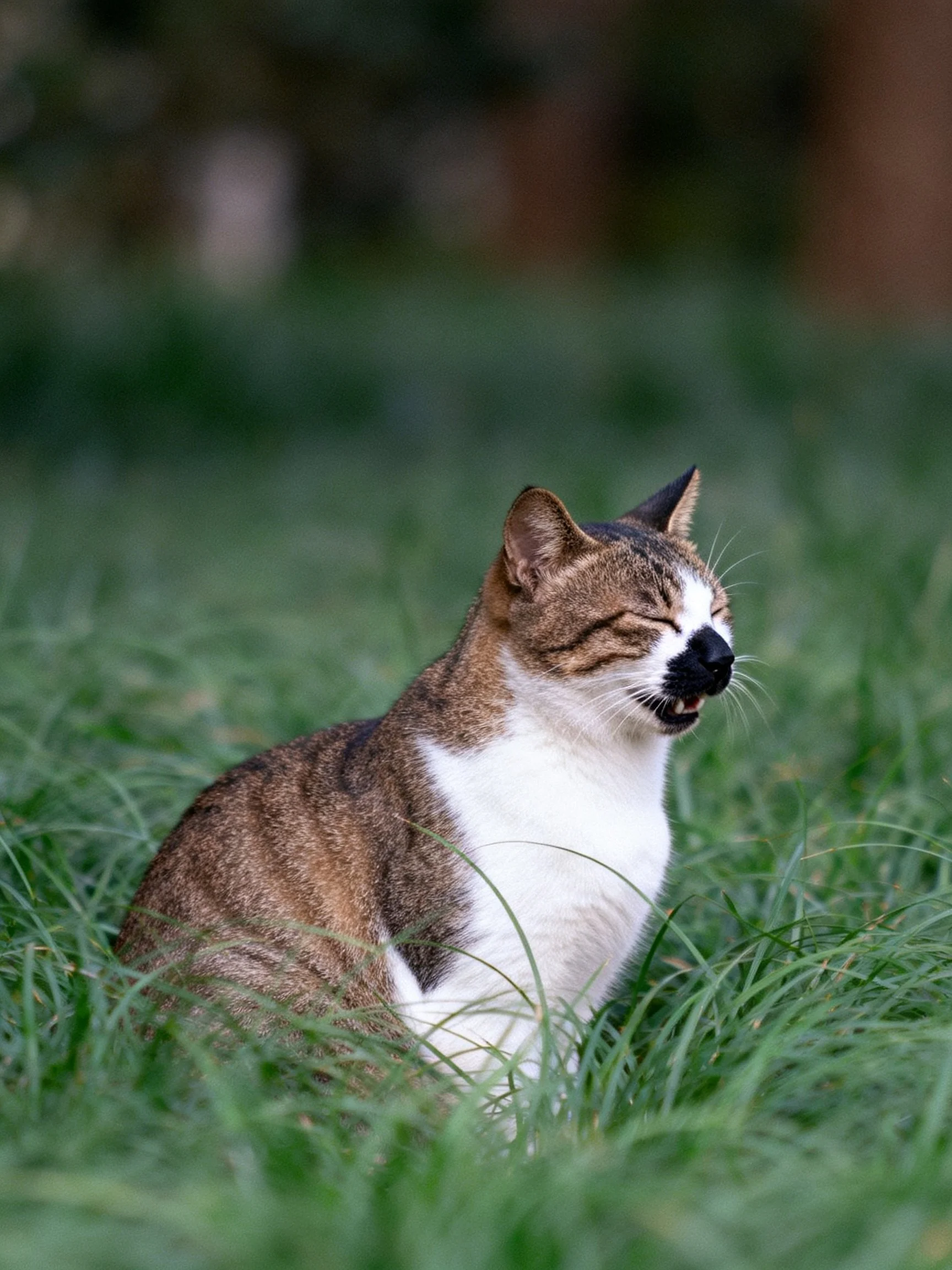 A brown and white cat relaxes in green grass