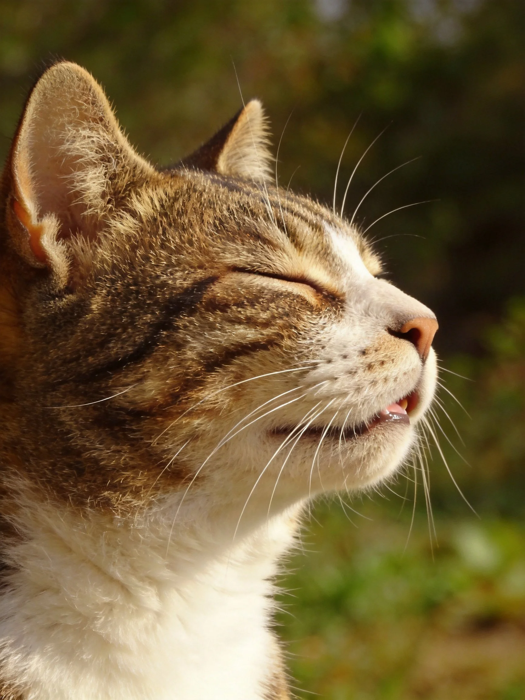 A brown and white tabby cat relaxes in natural sunlight