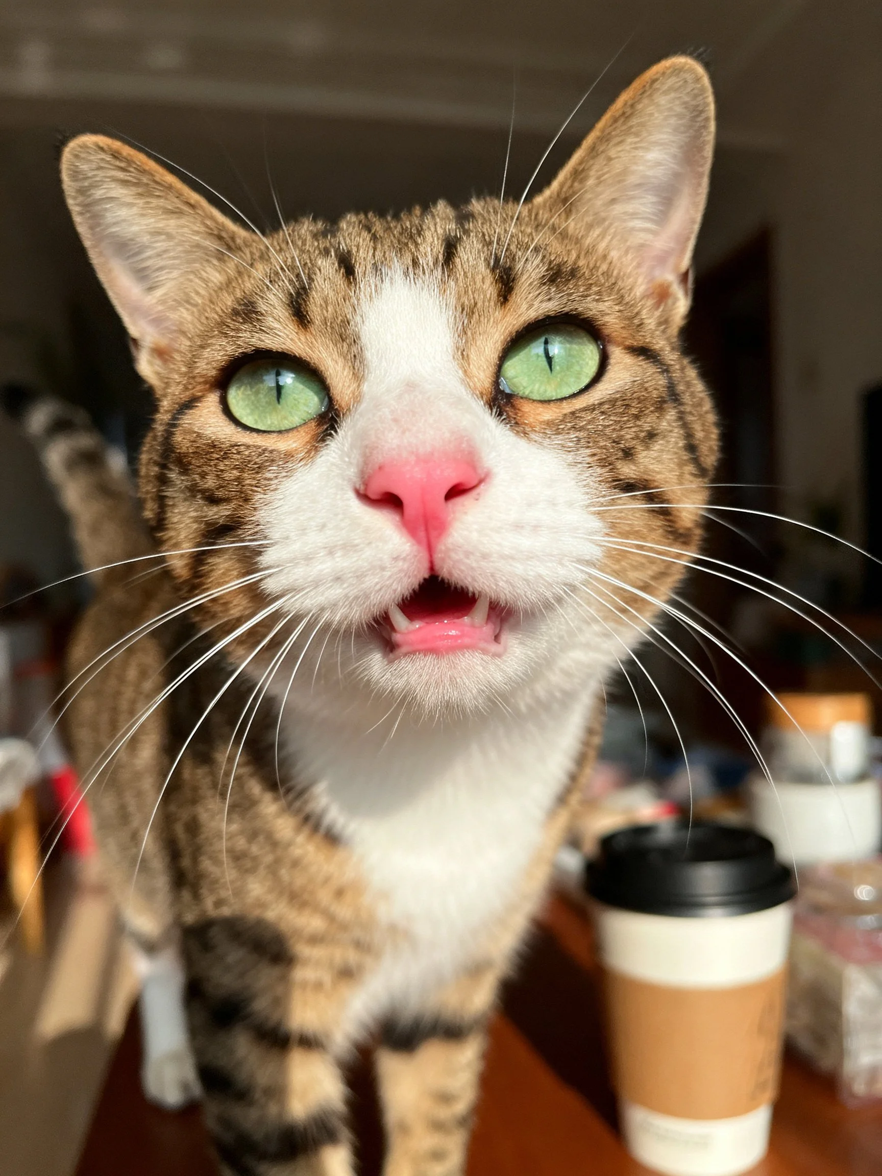 A tabby cat with green eyes stands near a coffee cup indoors.