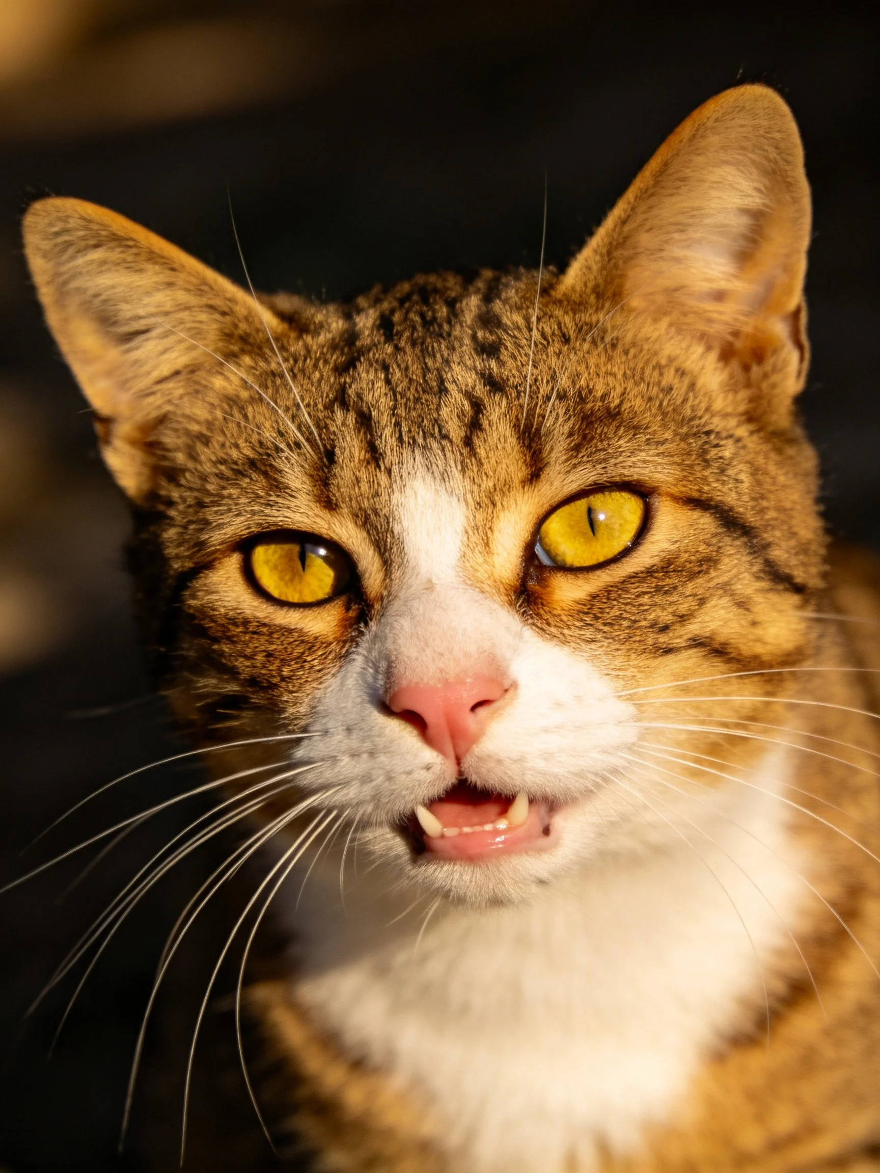A brown and white tabby cat with bright yellow eyes reveals its teeth.
