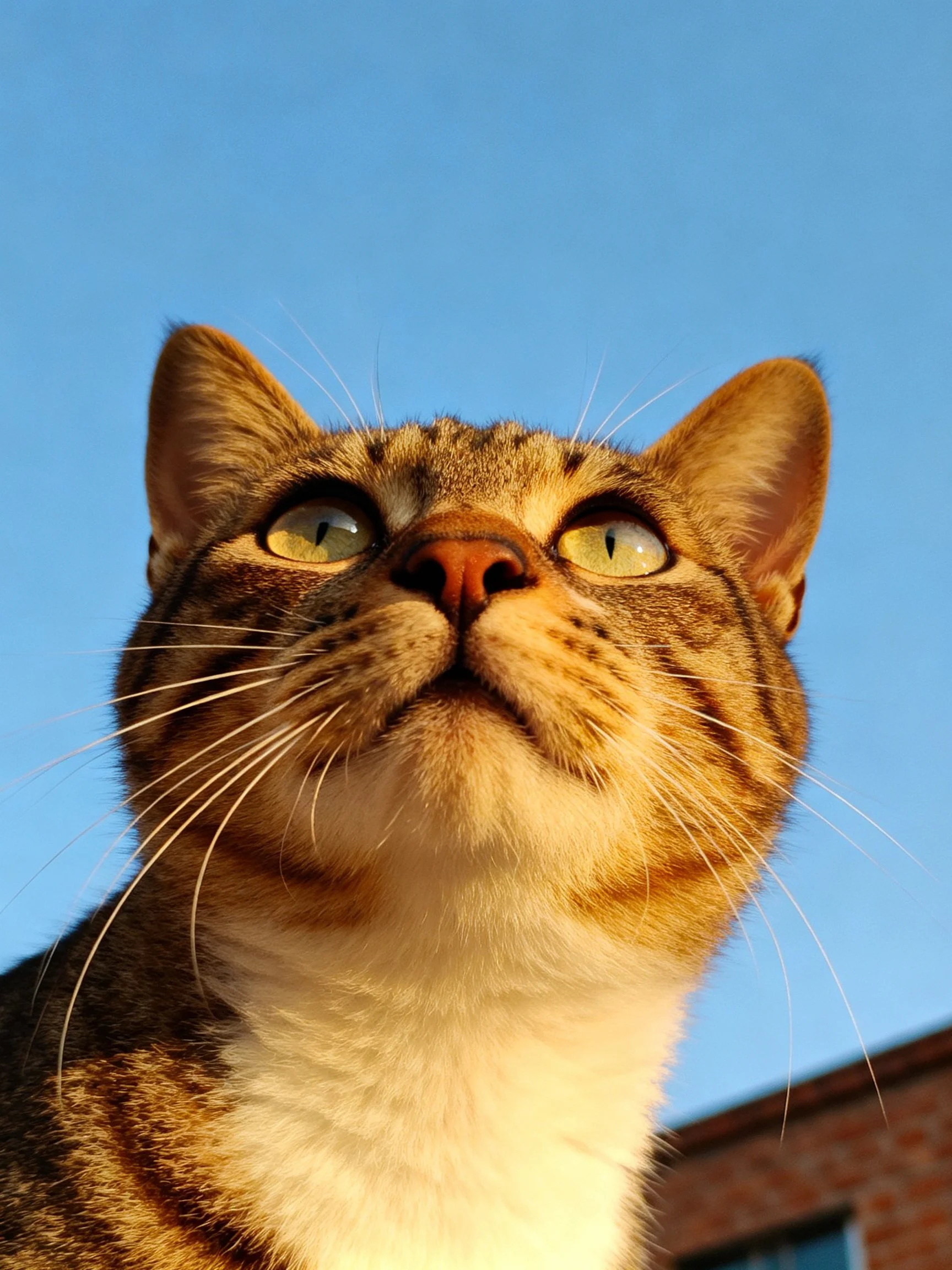 A brown tabby cat gazes upward against a clear blue sky