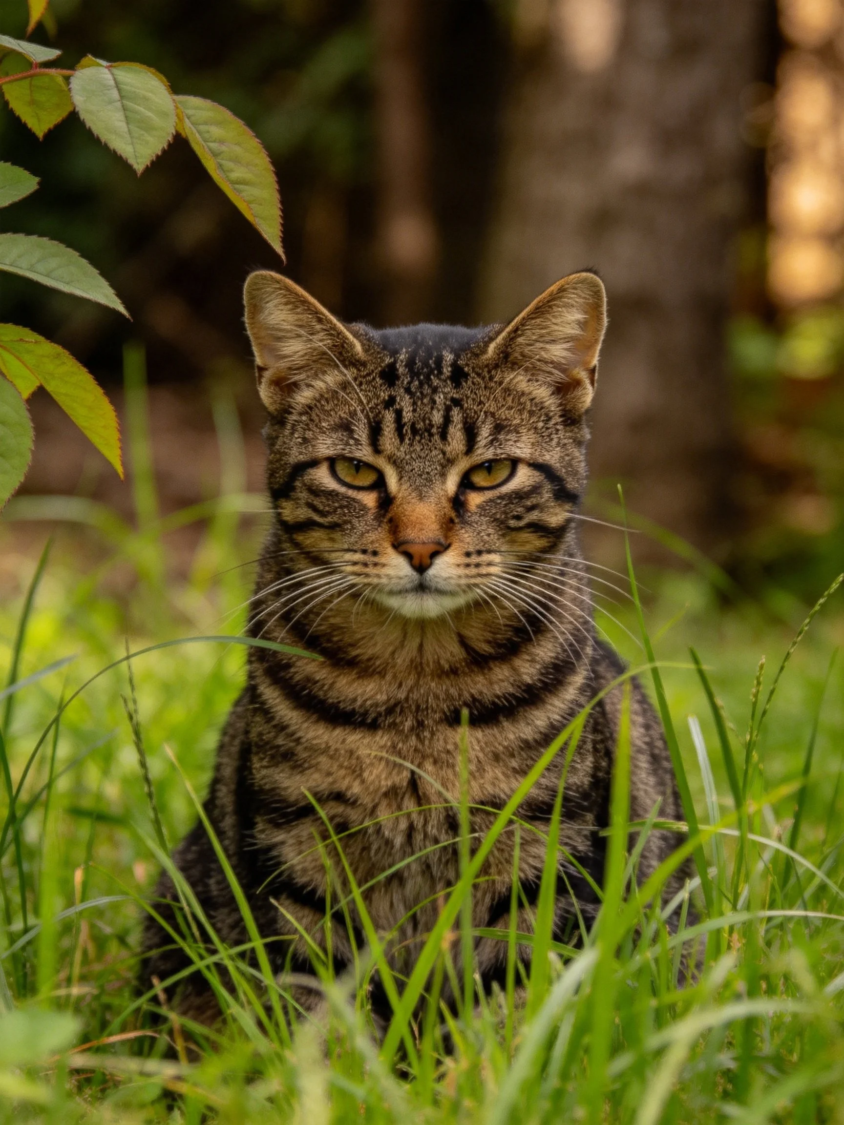 A brown tabby cat sits calmly among tall green grass in a wooded area.