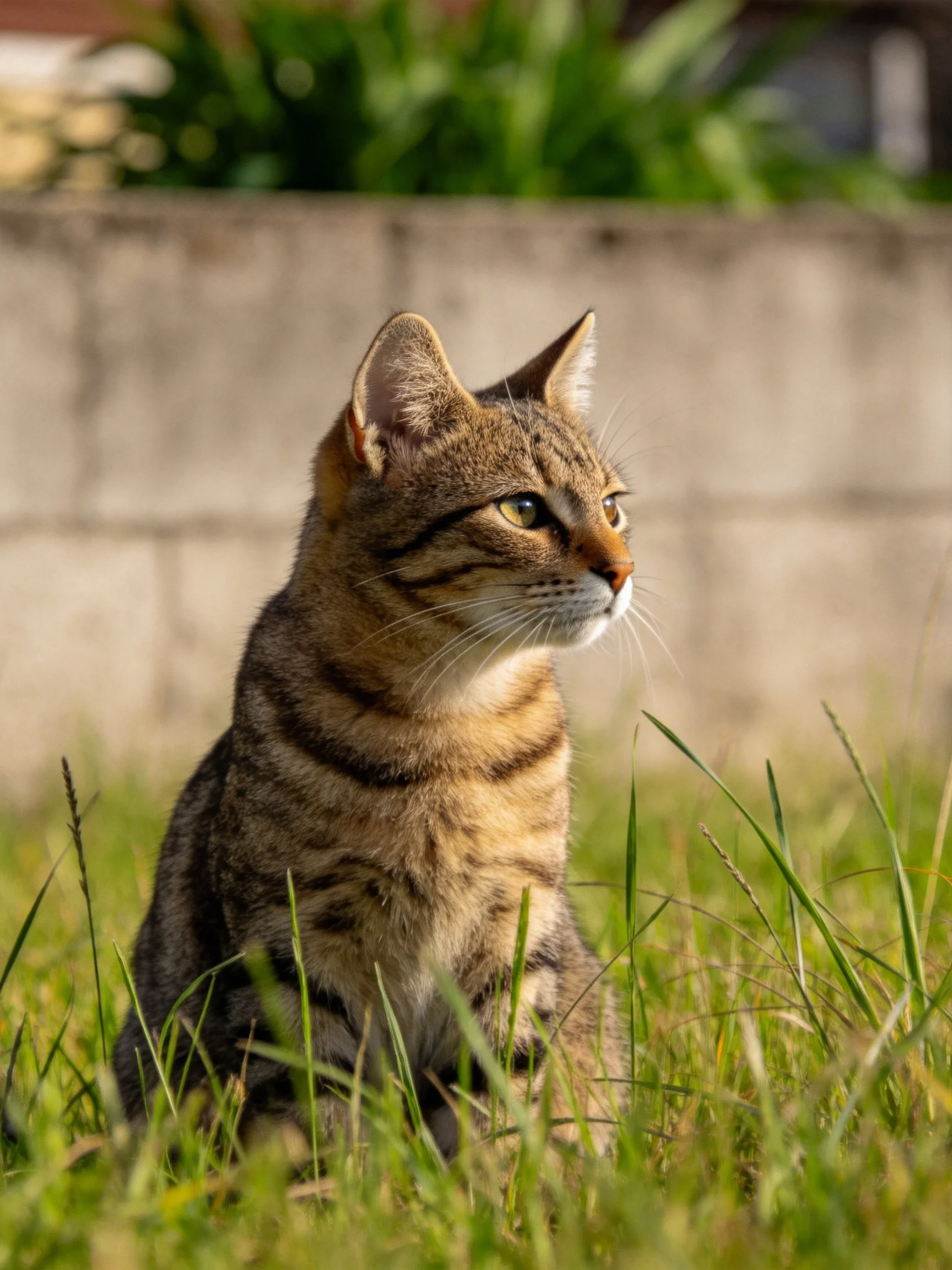 A brown tabby cat sits calmly among tall grass near a stone structure.