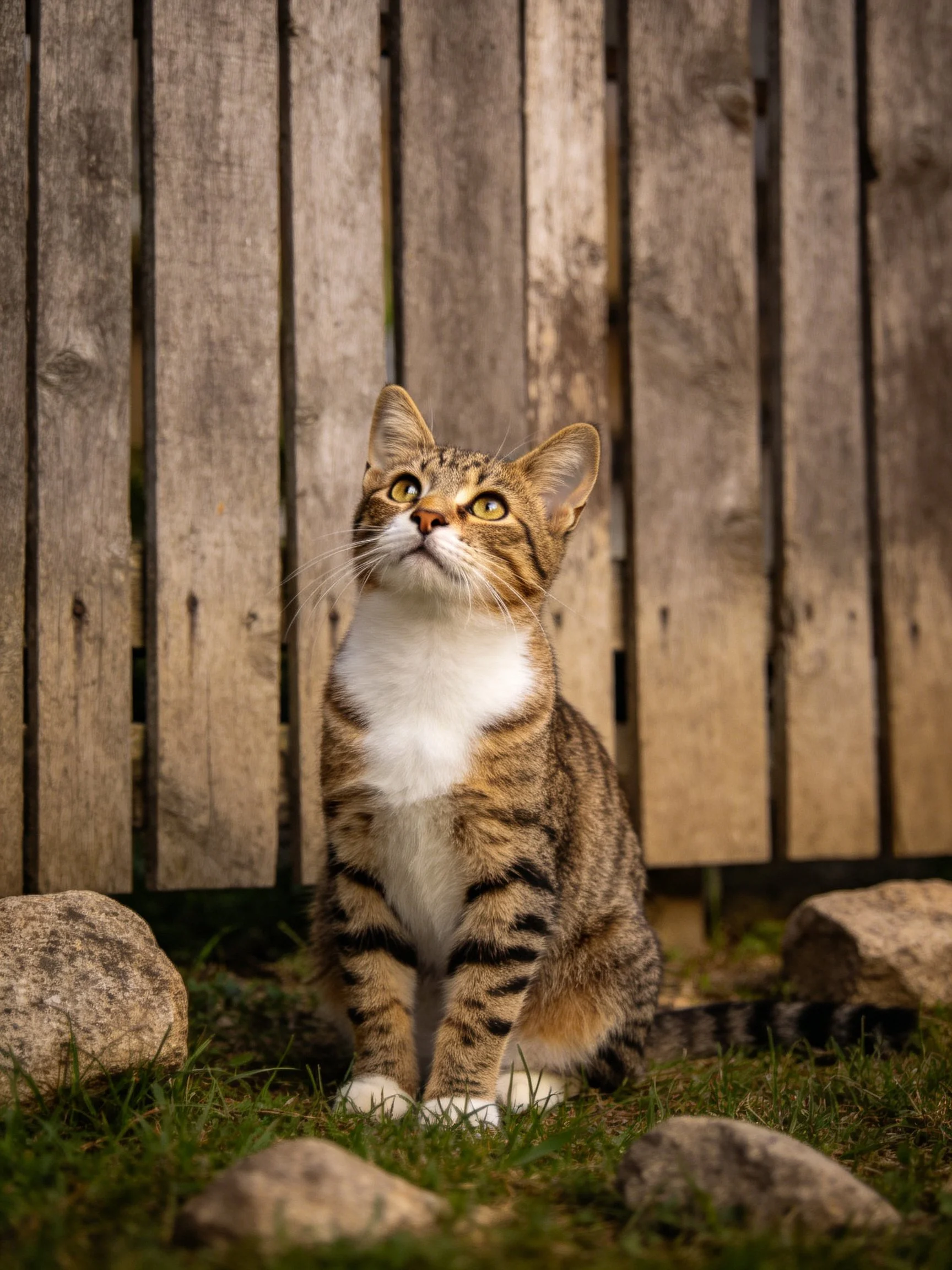 A brown tabby cat sits near a weathered wooden fence with rocks.