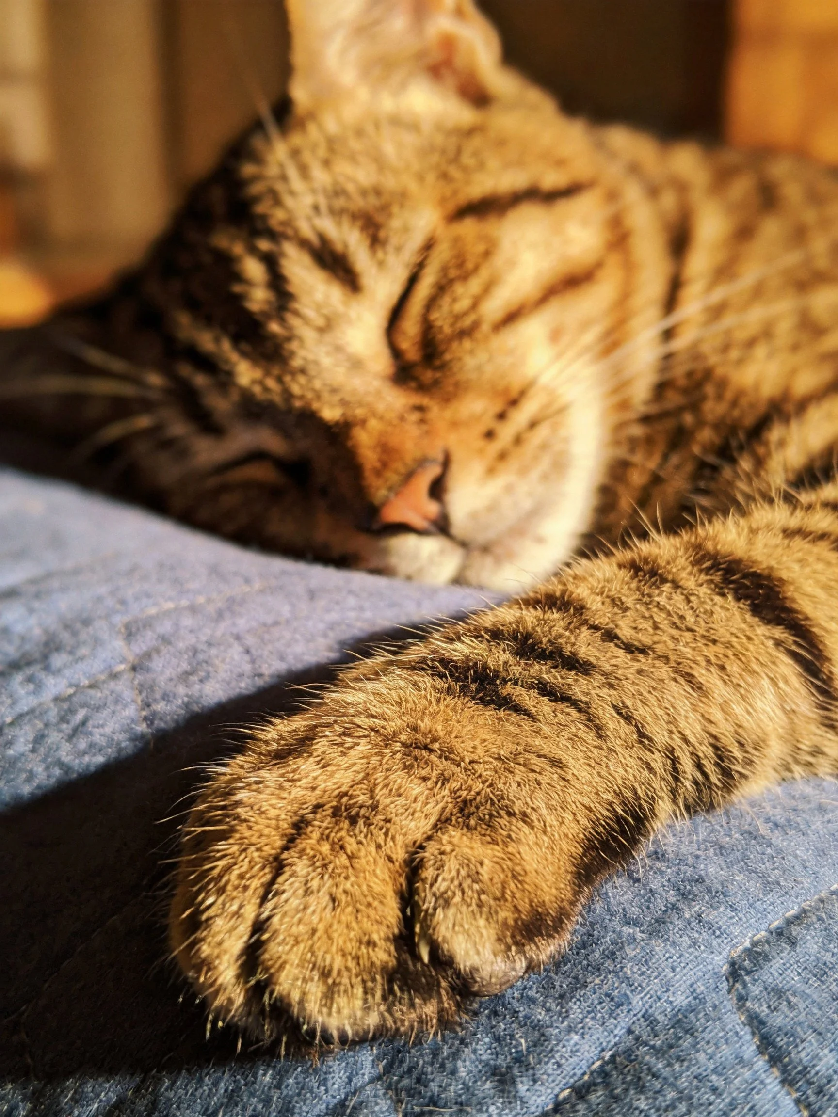 A brown tabby cat sleeps on blue fabric with eyes closed