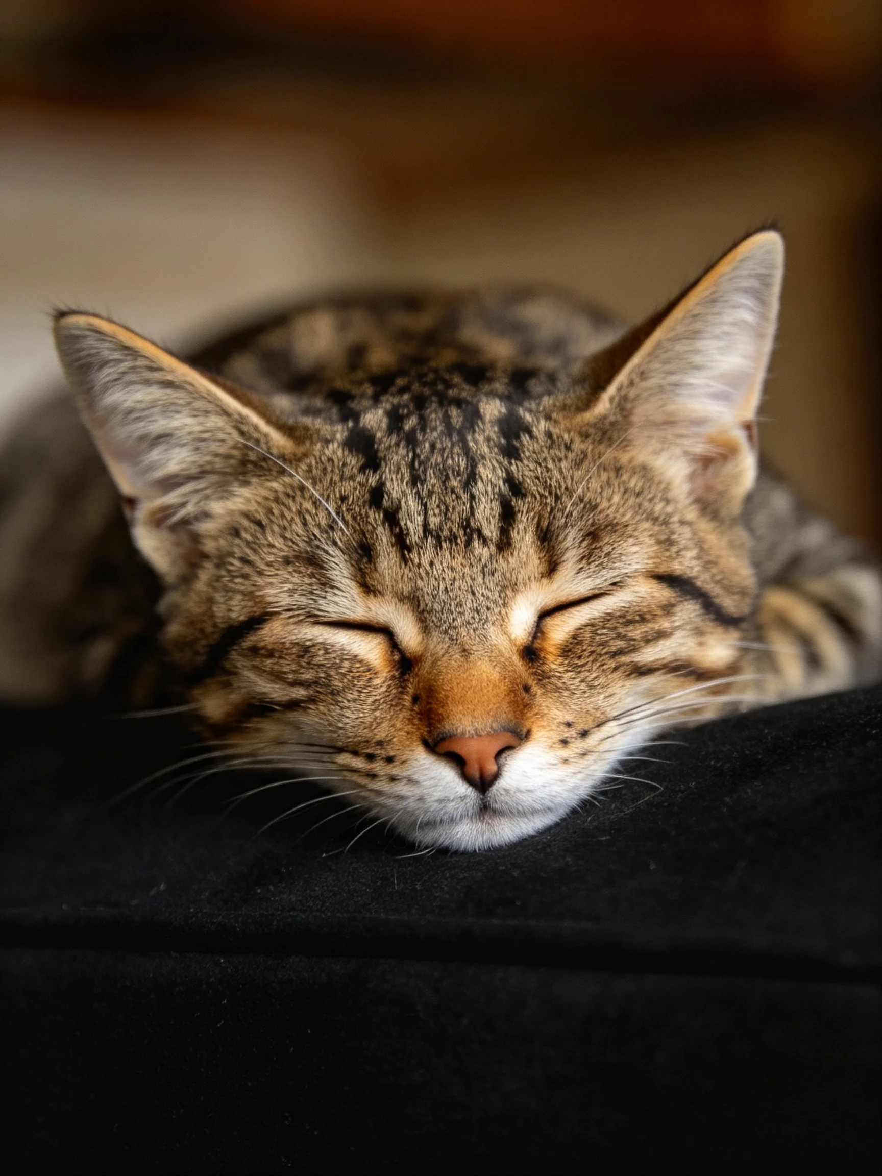 A brown tabby cat sleeps peacefully on a dark fabric surface