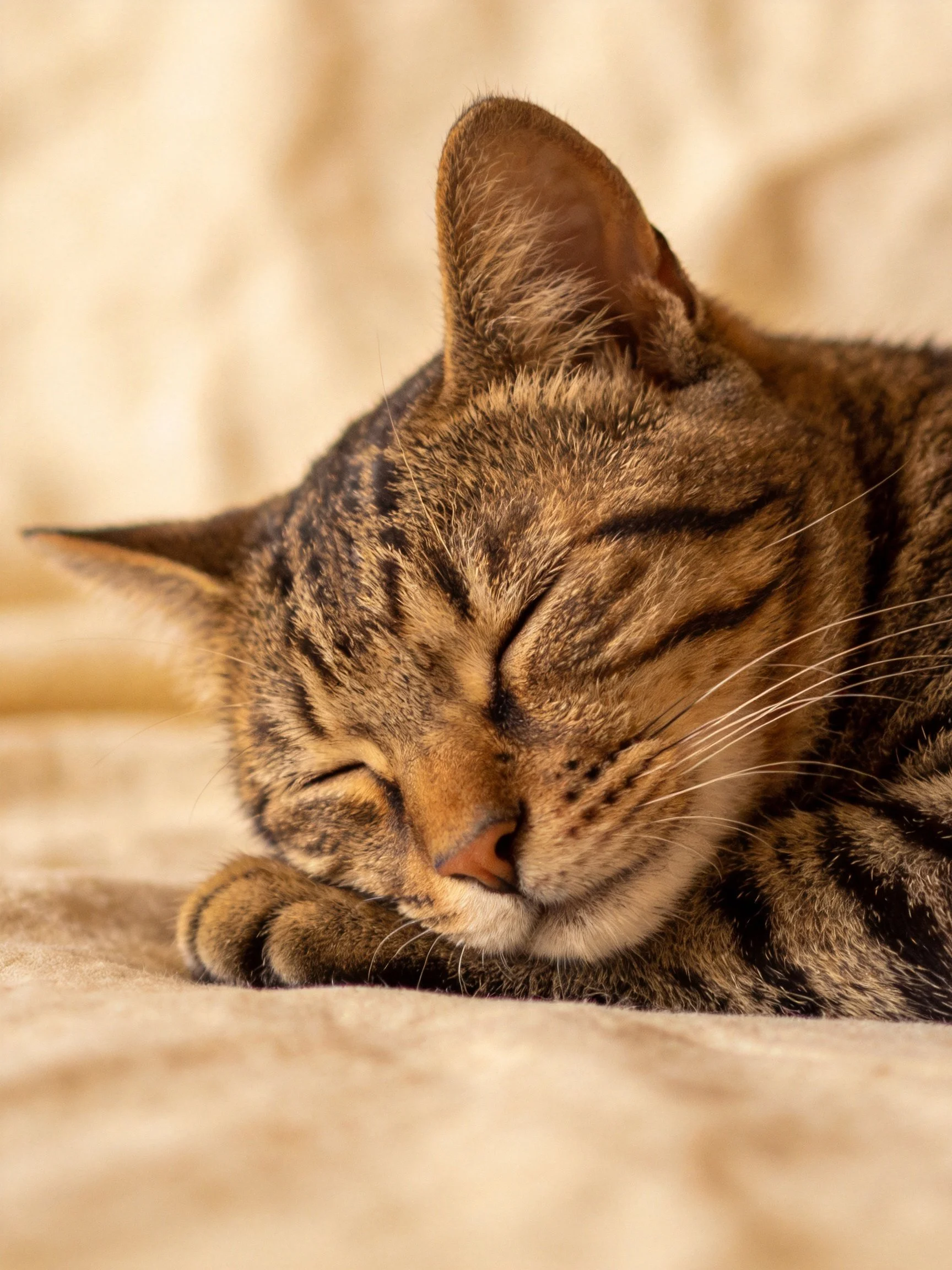 A brown tabby cat sleeps peacefully on a soft beige fabric.