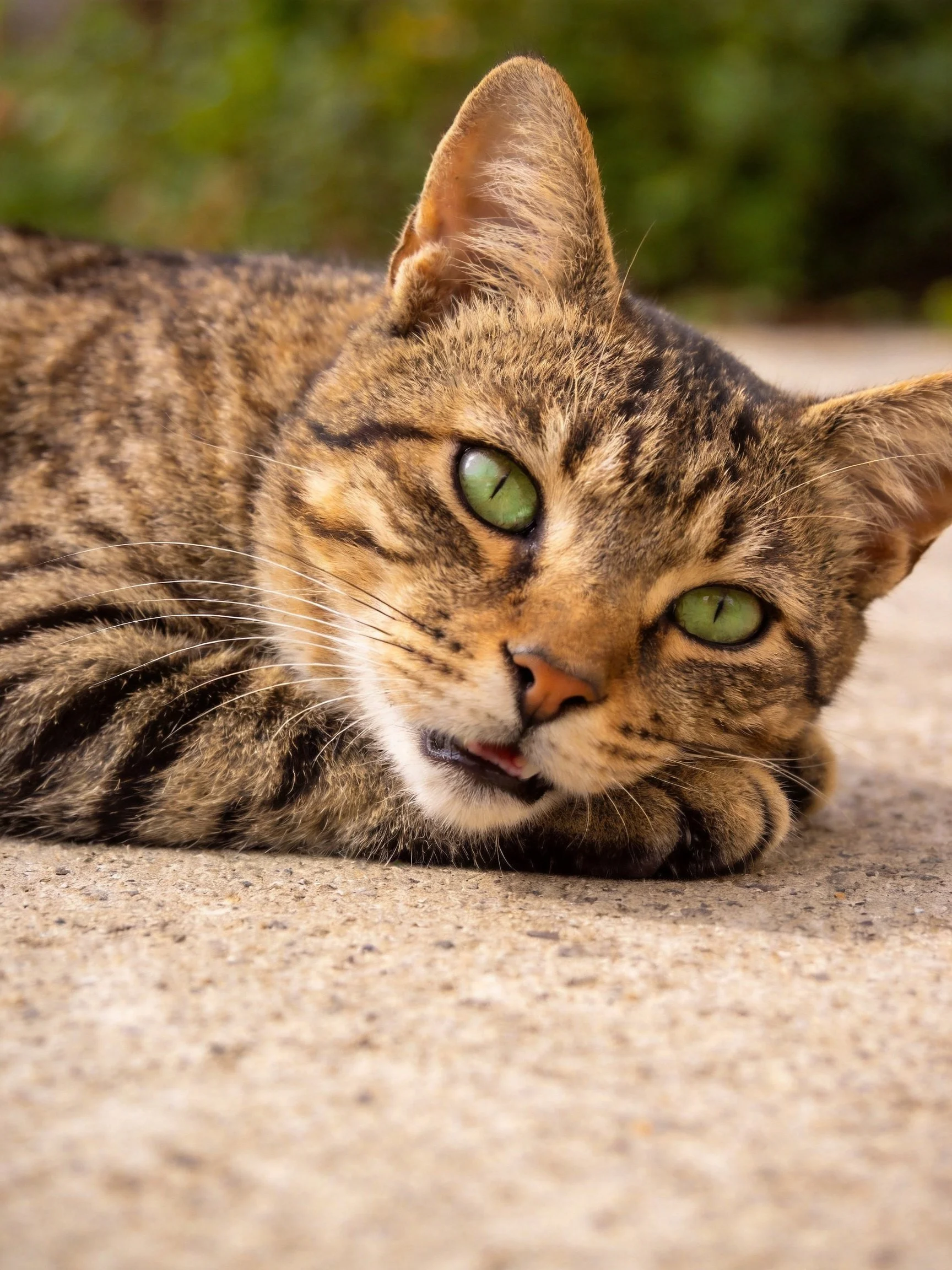 A brown-tabby cat with bright green eyes resting on concrete