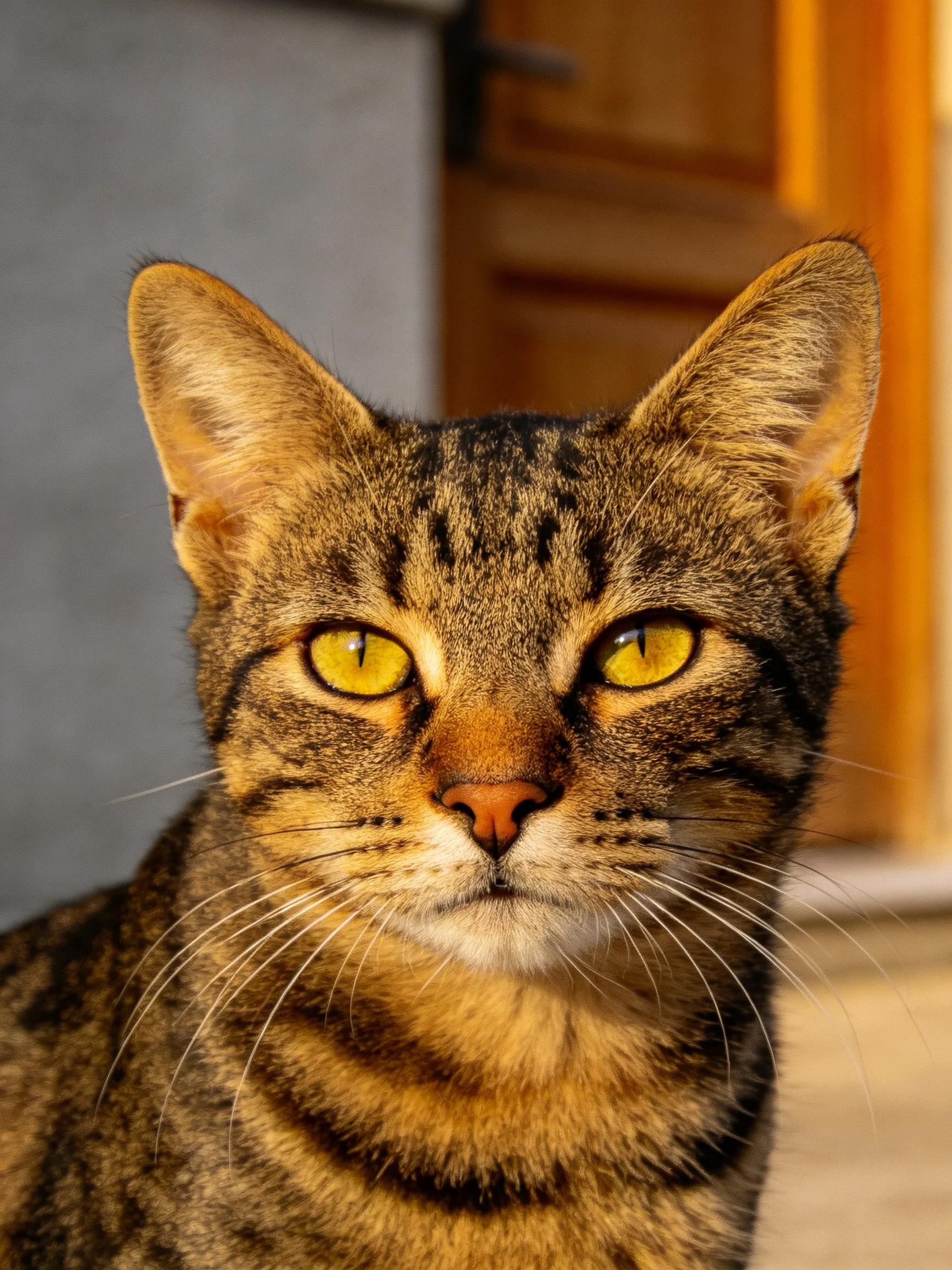 A brown tabby cat with yellow eyes is near wooden structures