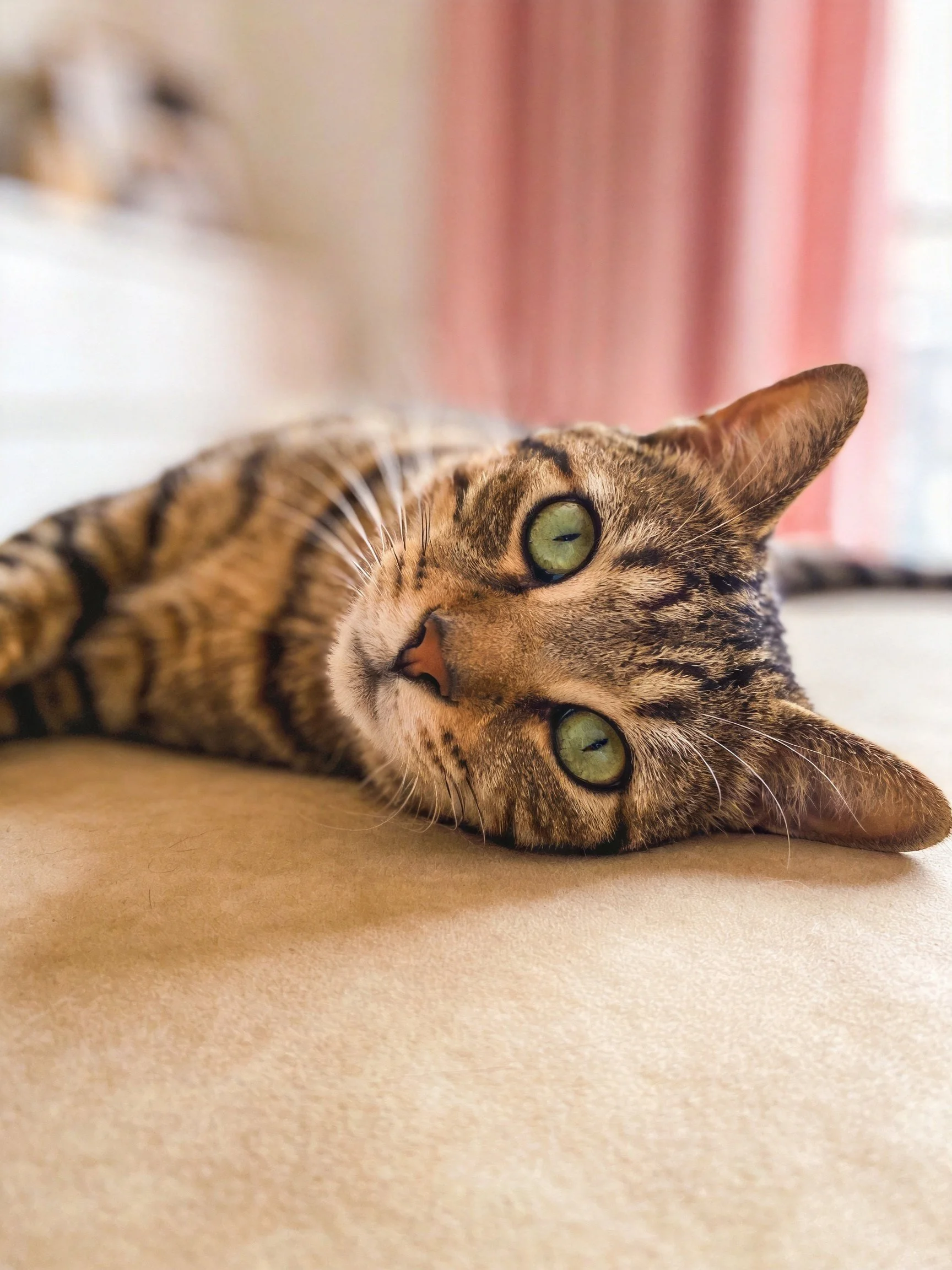 A brown tabby cat with green eyes rests on a beige surface near pink curtains