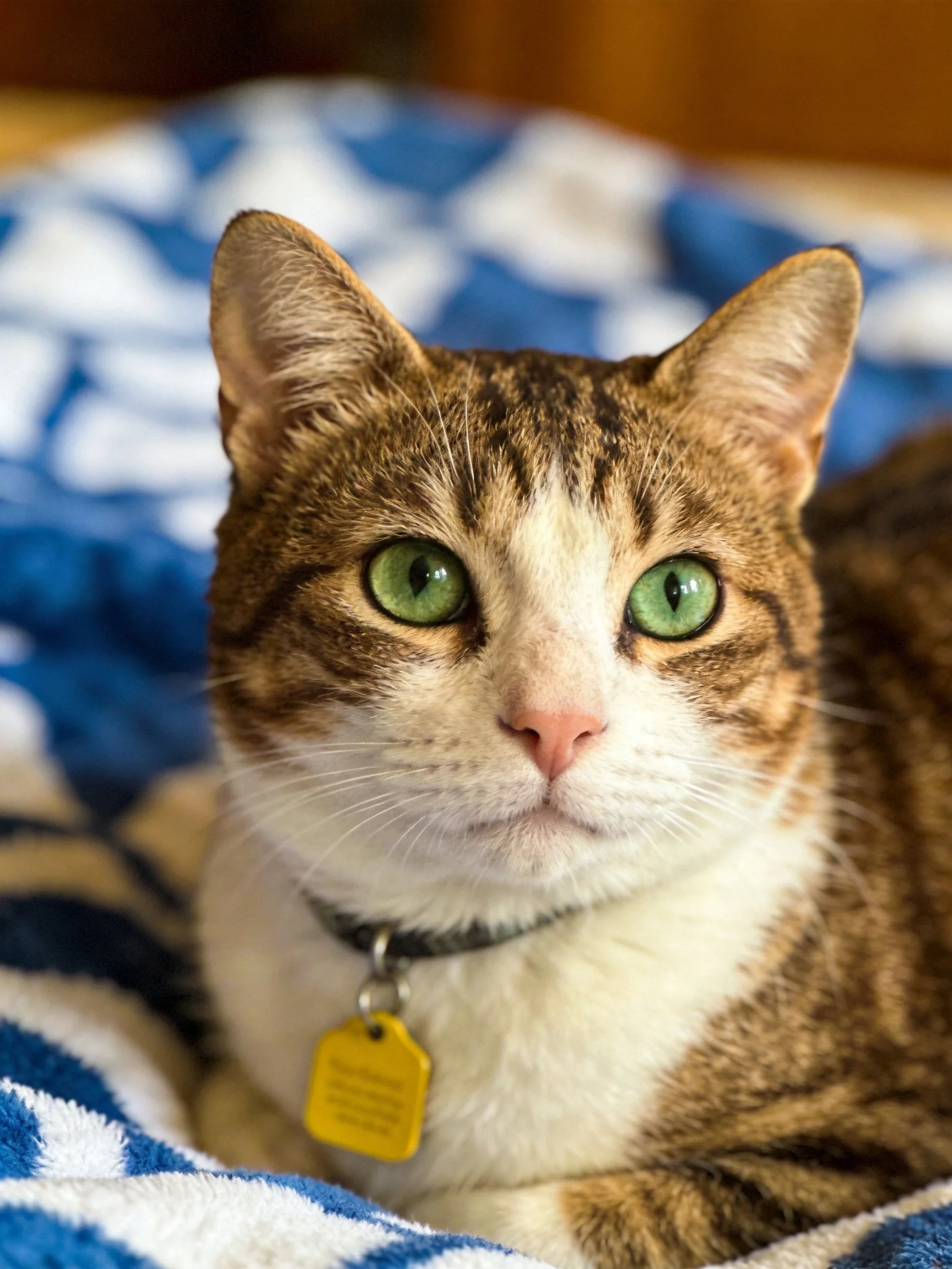 A brown tabby cat with green eyes relaxes on a blue and white blanket
