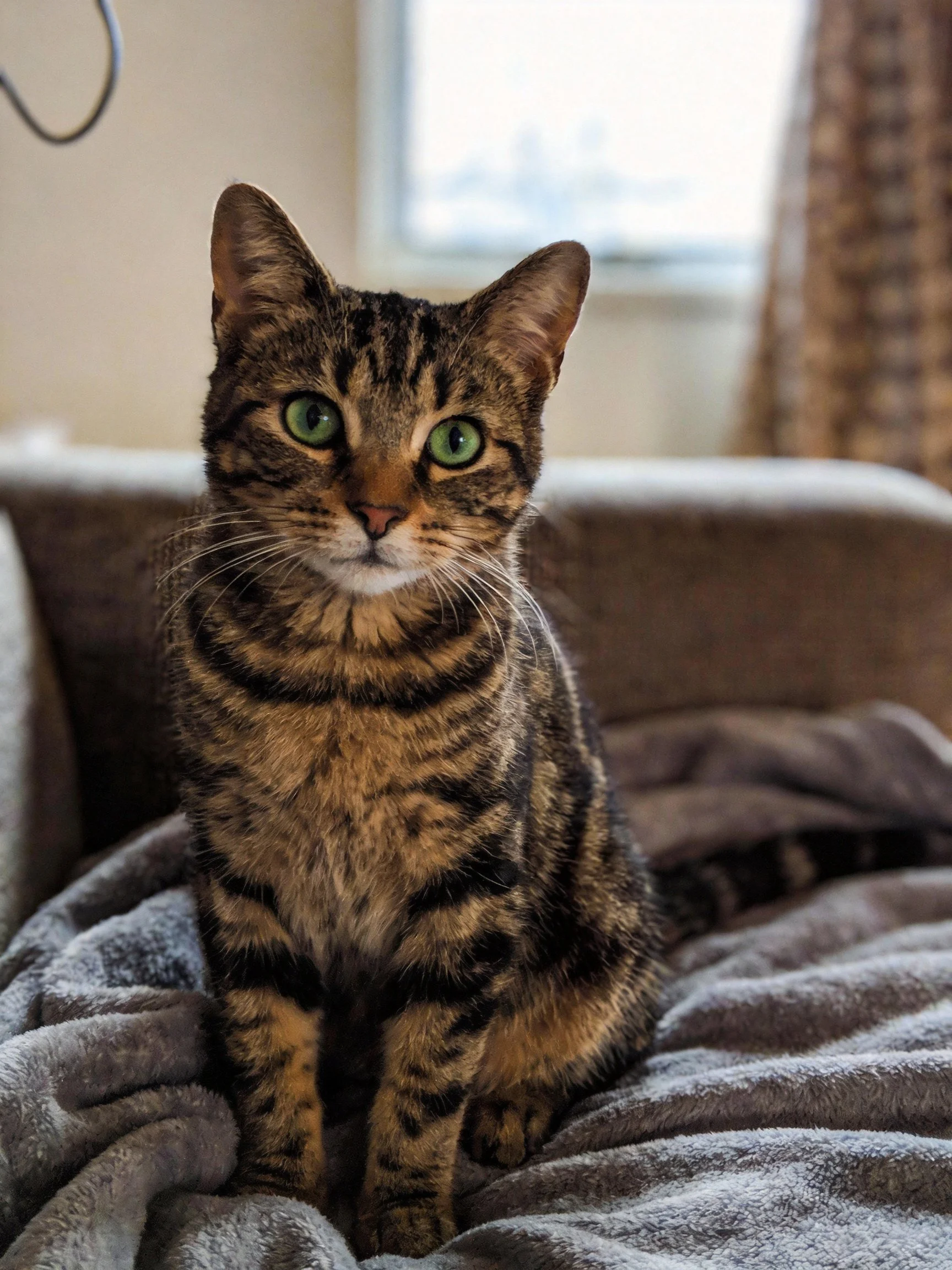 A brown-tabby cat with green eyes sits on a gray blanket