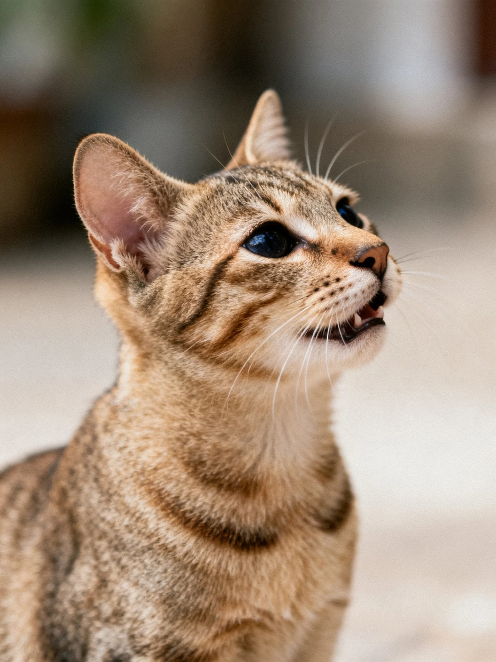 A brown tabby cat gazes upward with its mouth open.